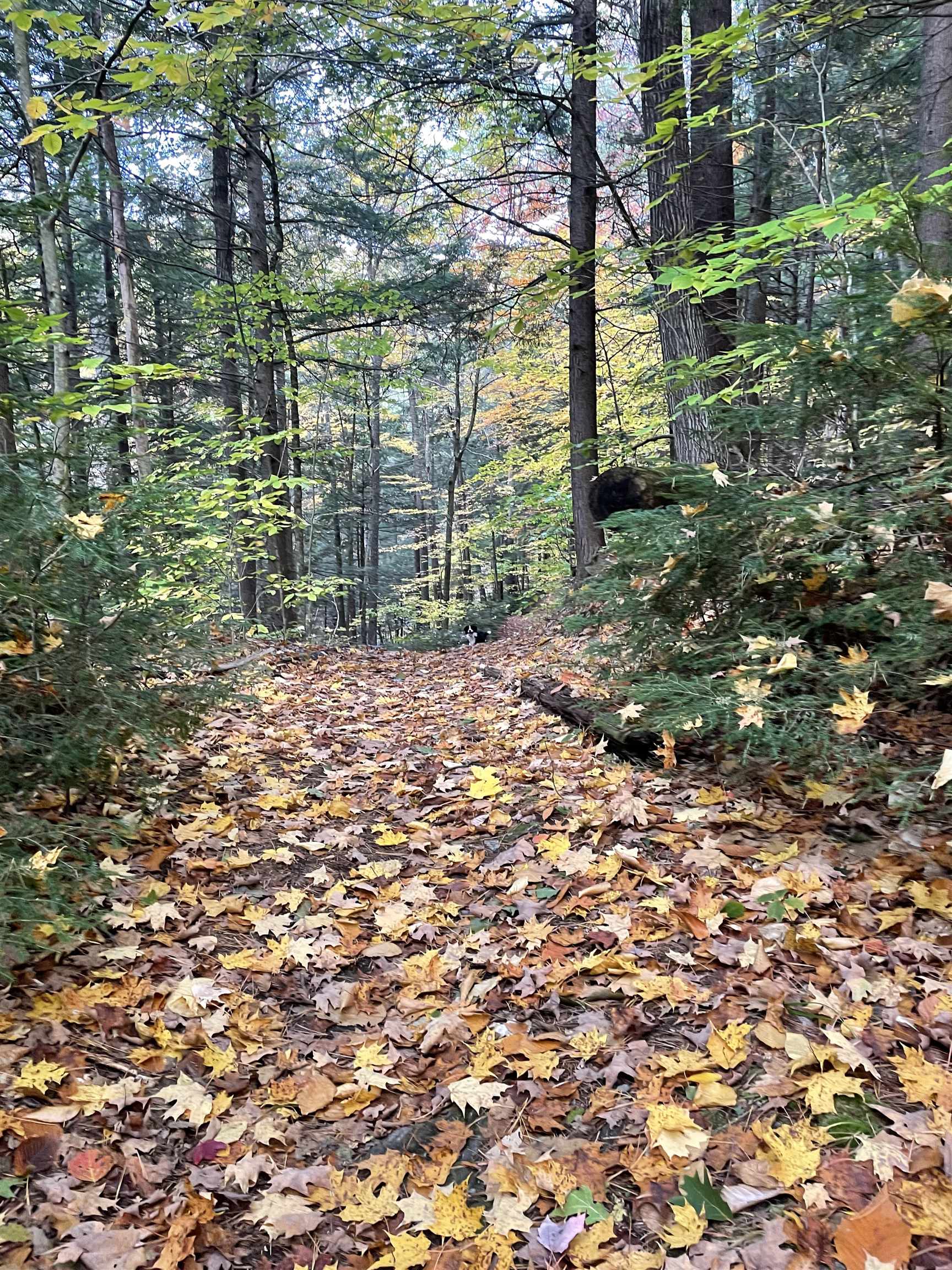 On The Network Of Trails