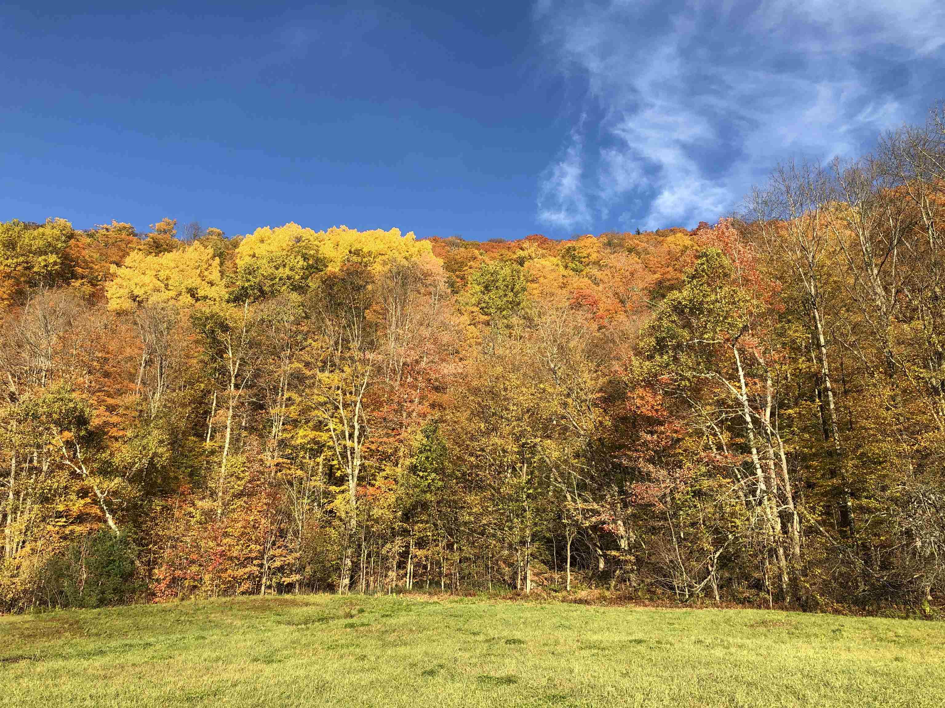 Spectacular Foliage