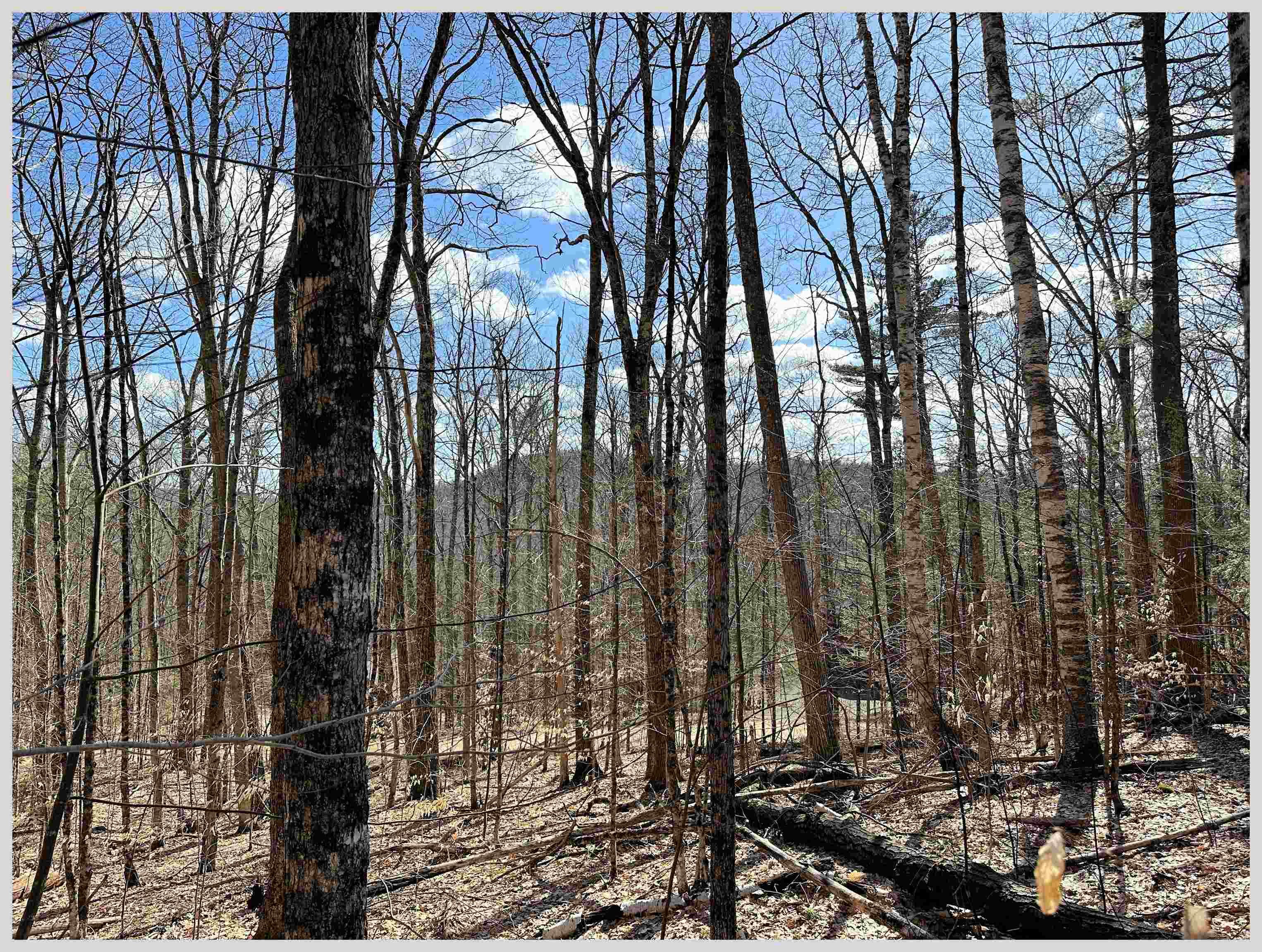 MLS #5064213 image #3