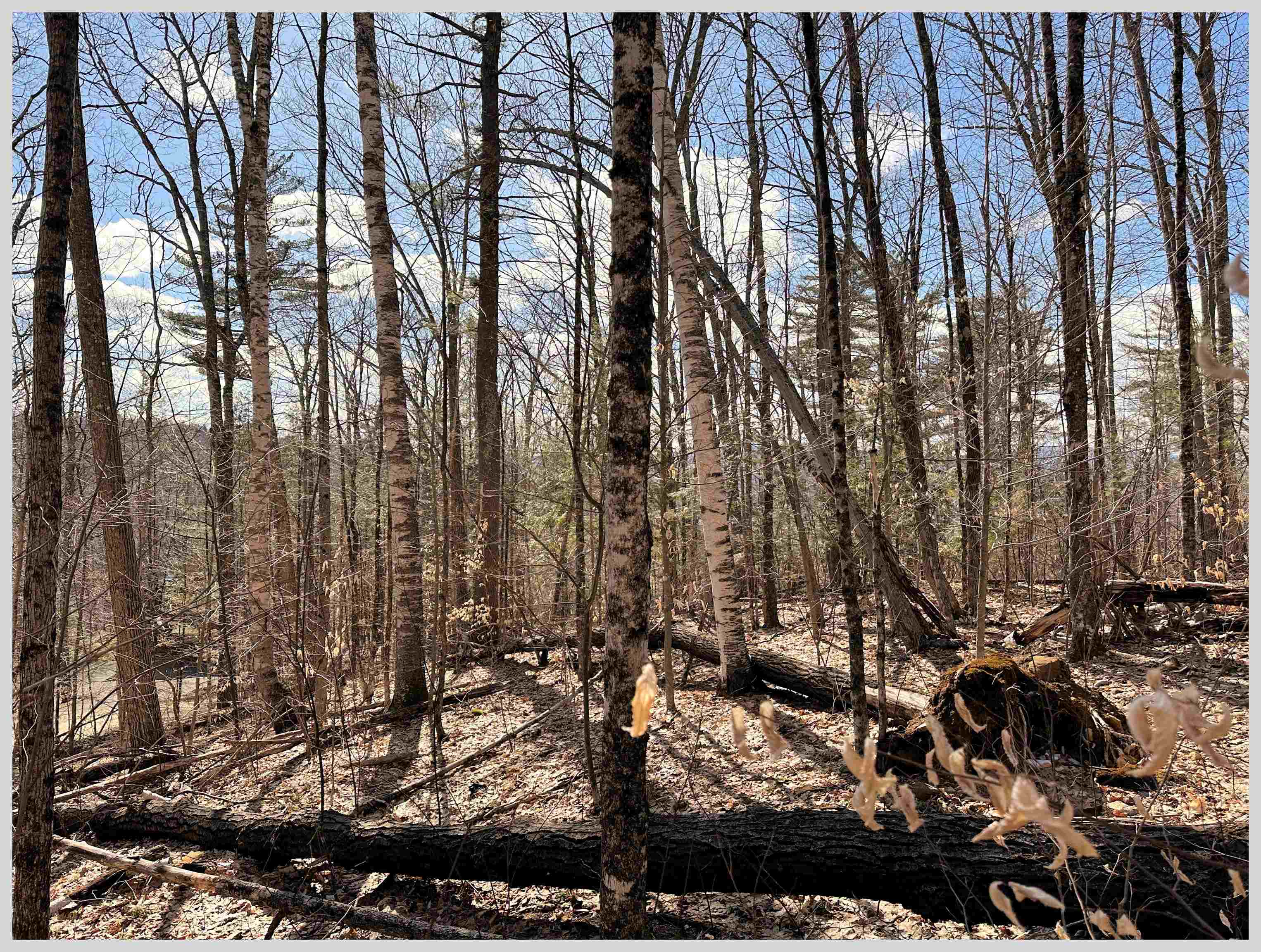 MLS #5064213 image #4