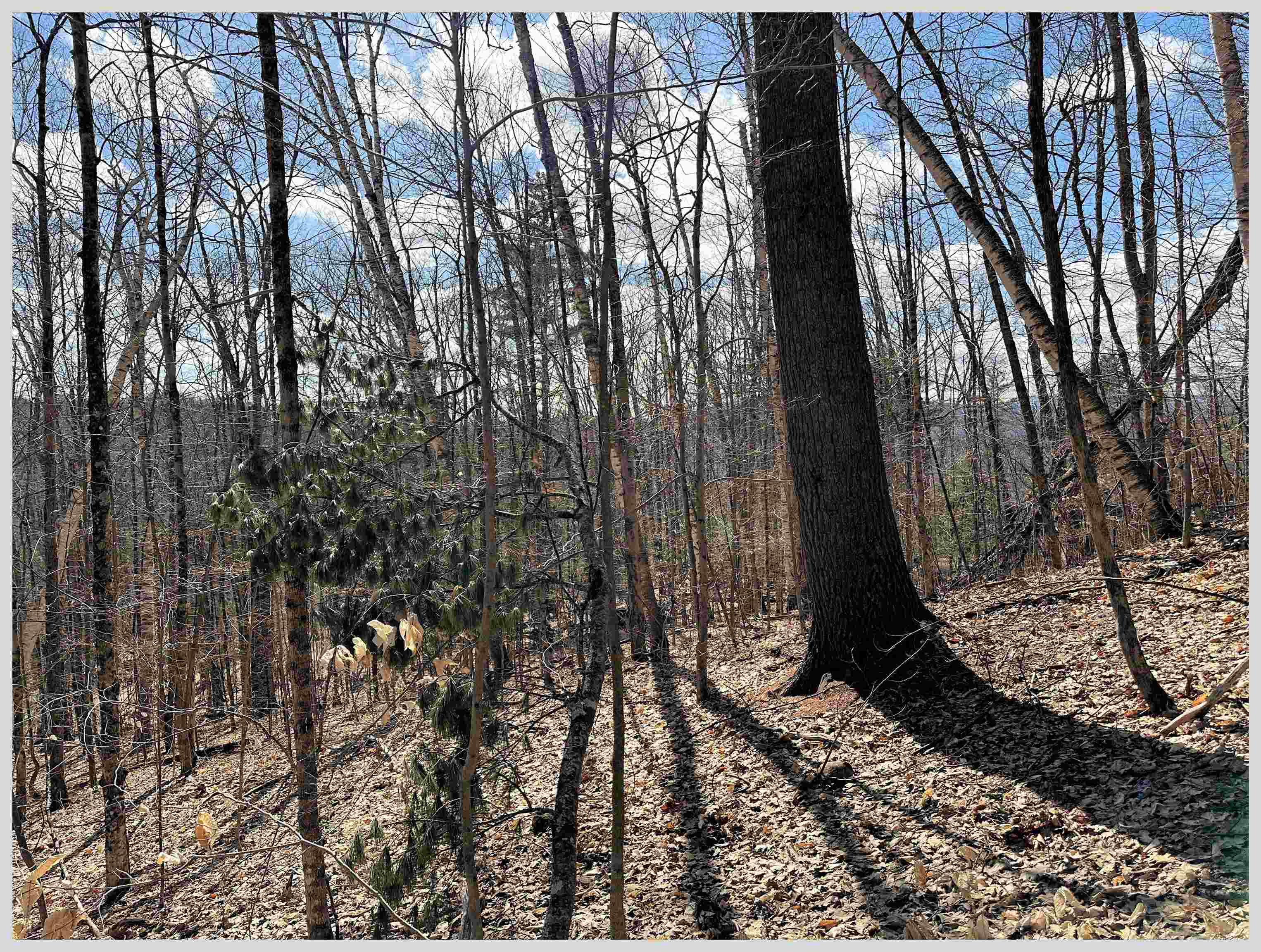 MLS #5064213 image #7