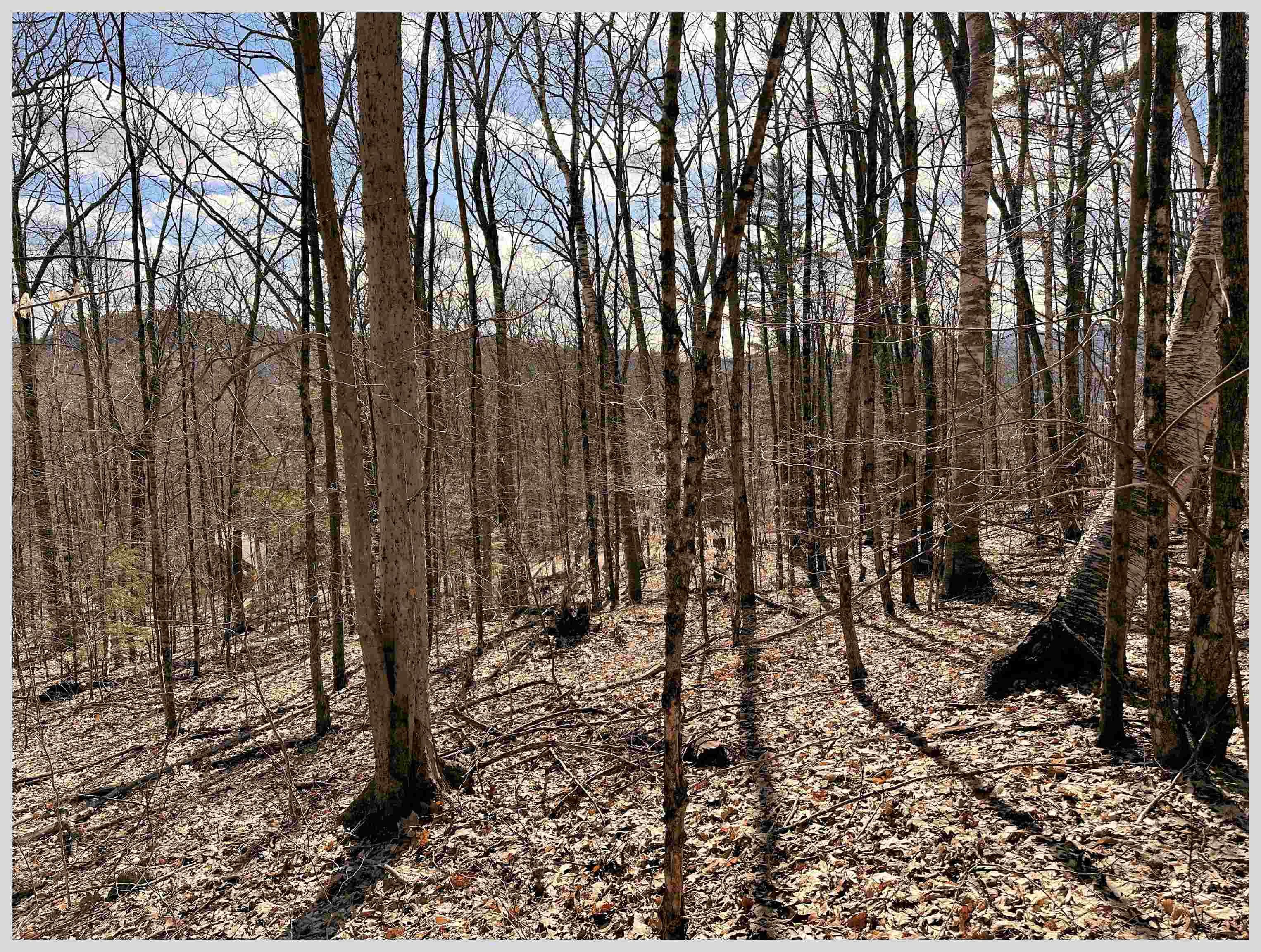 MLS #5064213 image #8