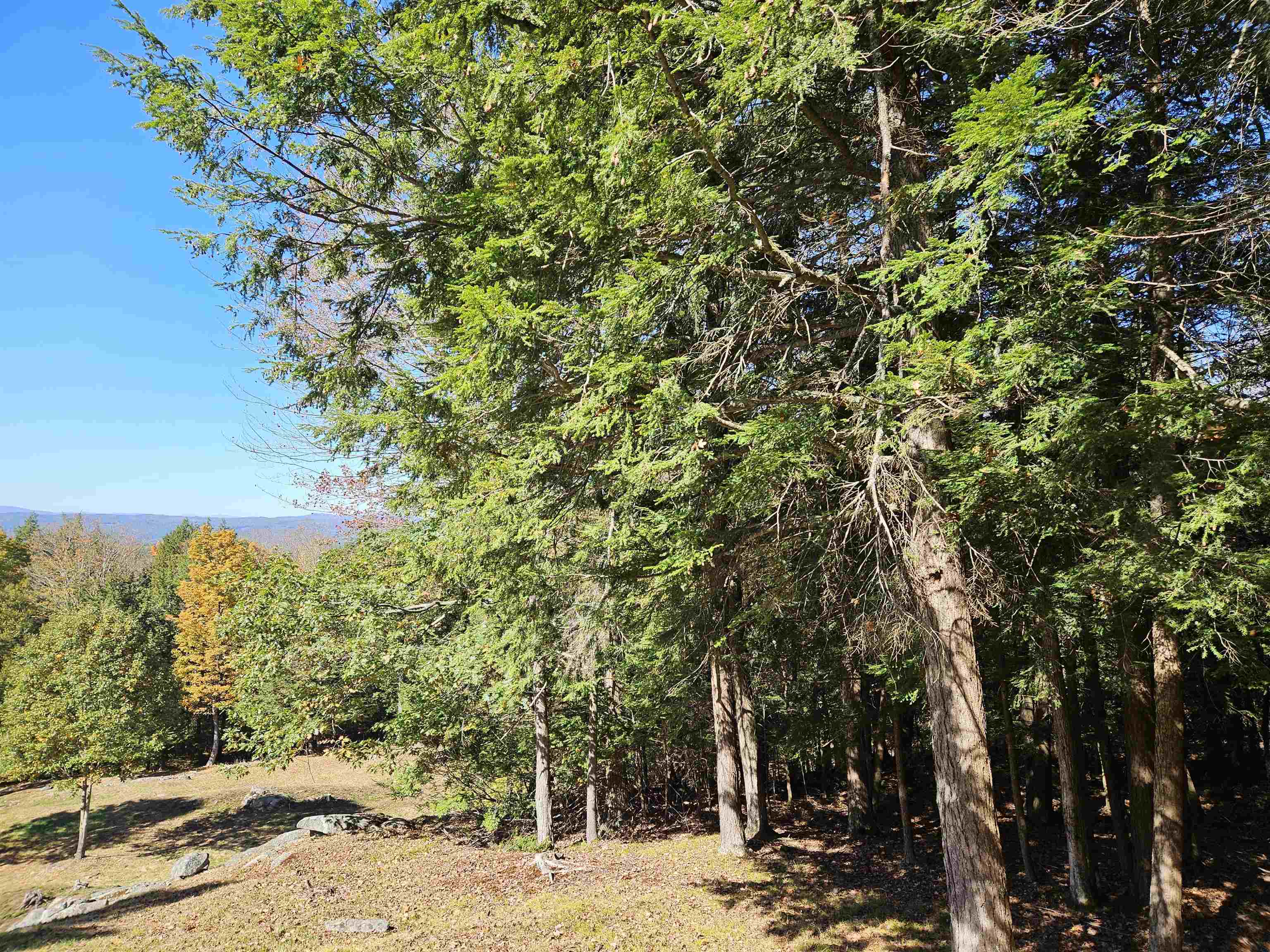 Beautiful stand of hemlocks on property