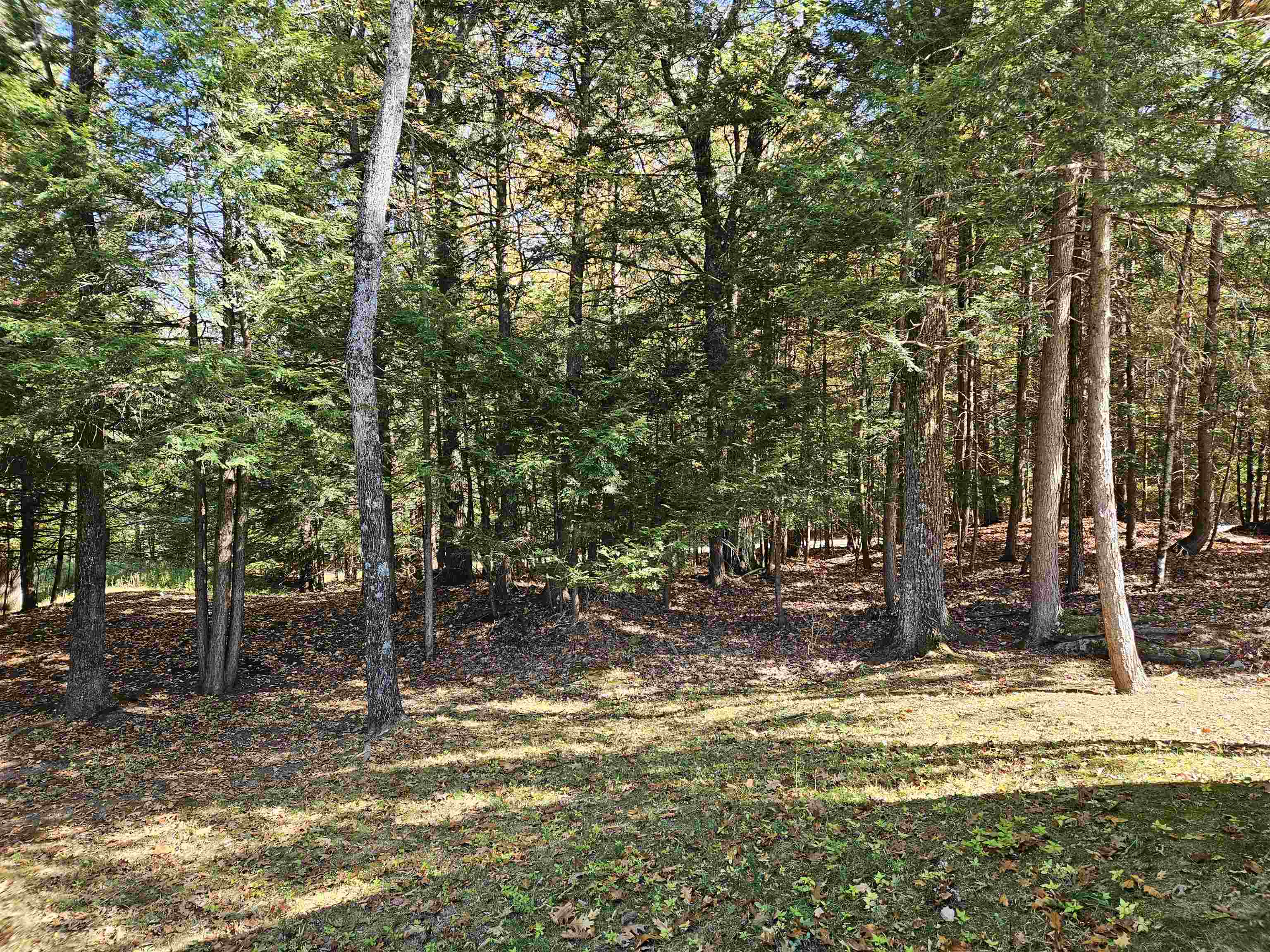 Lots of beautiful forest land