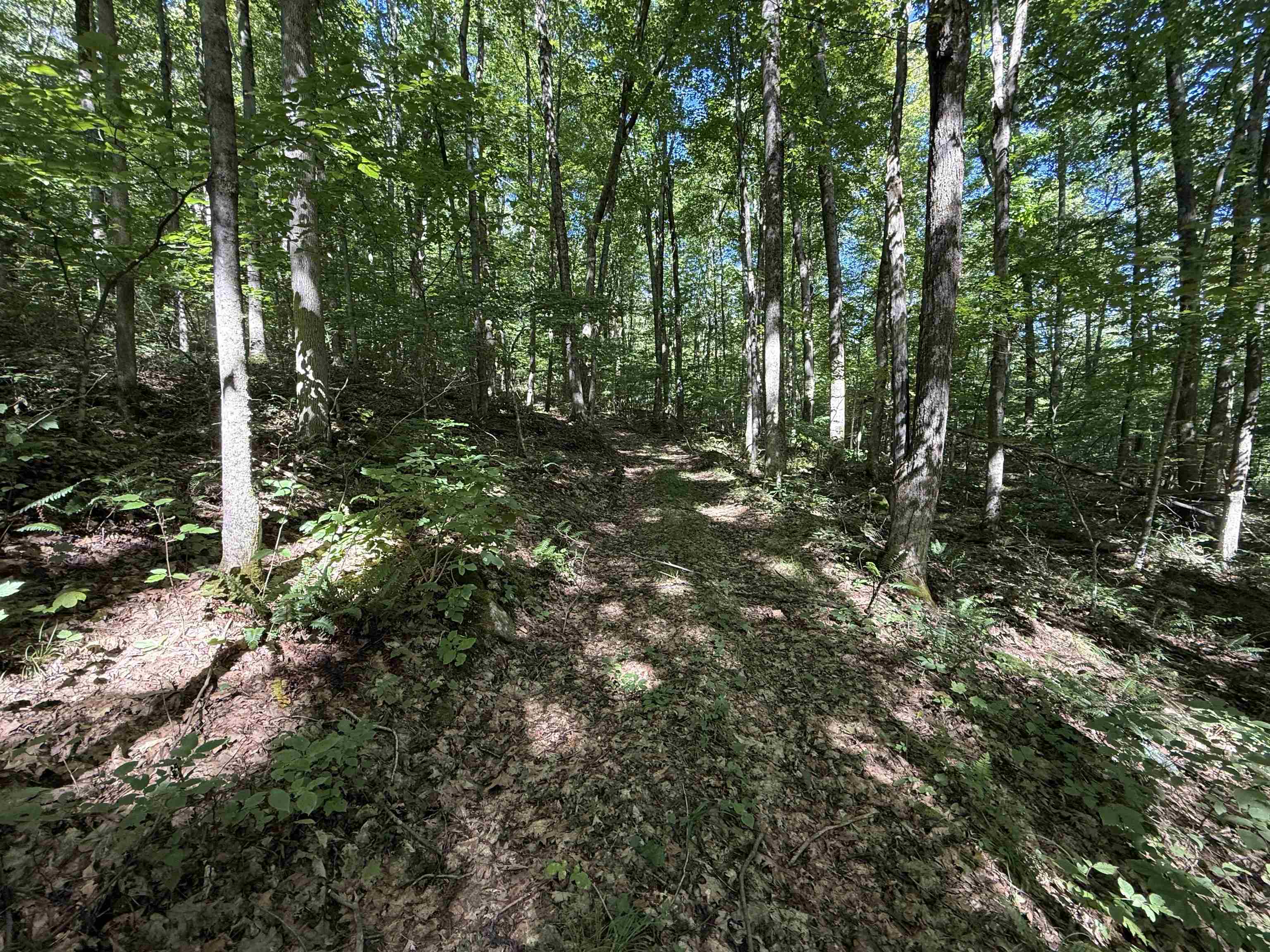 Mature Trails and Logging Roads
