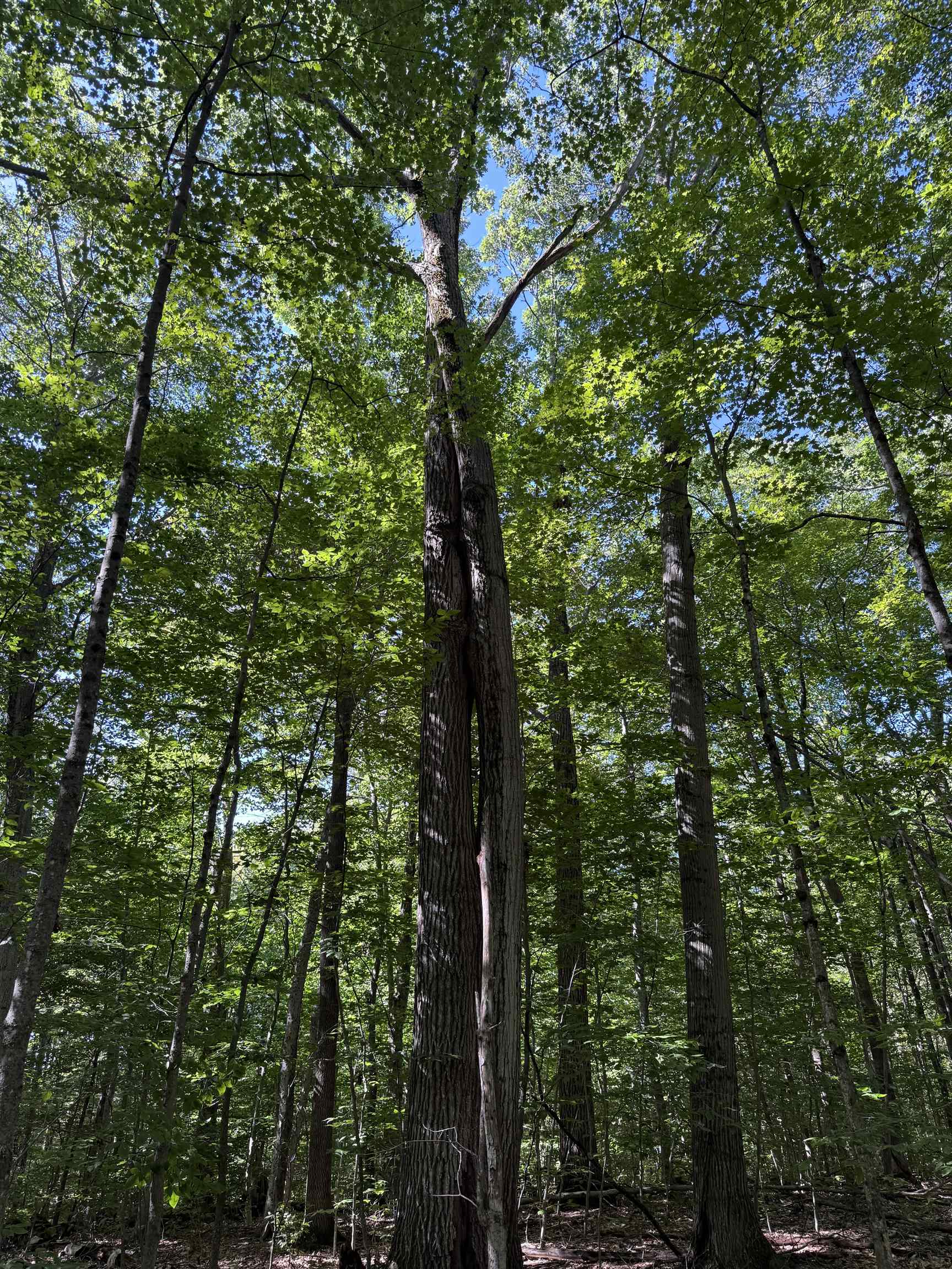 Large Oaks