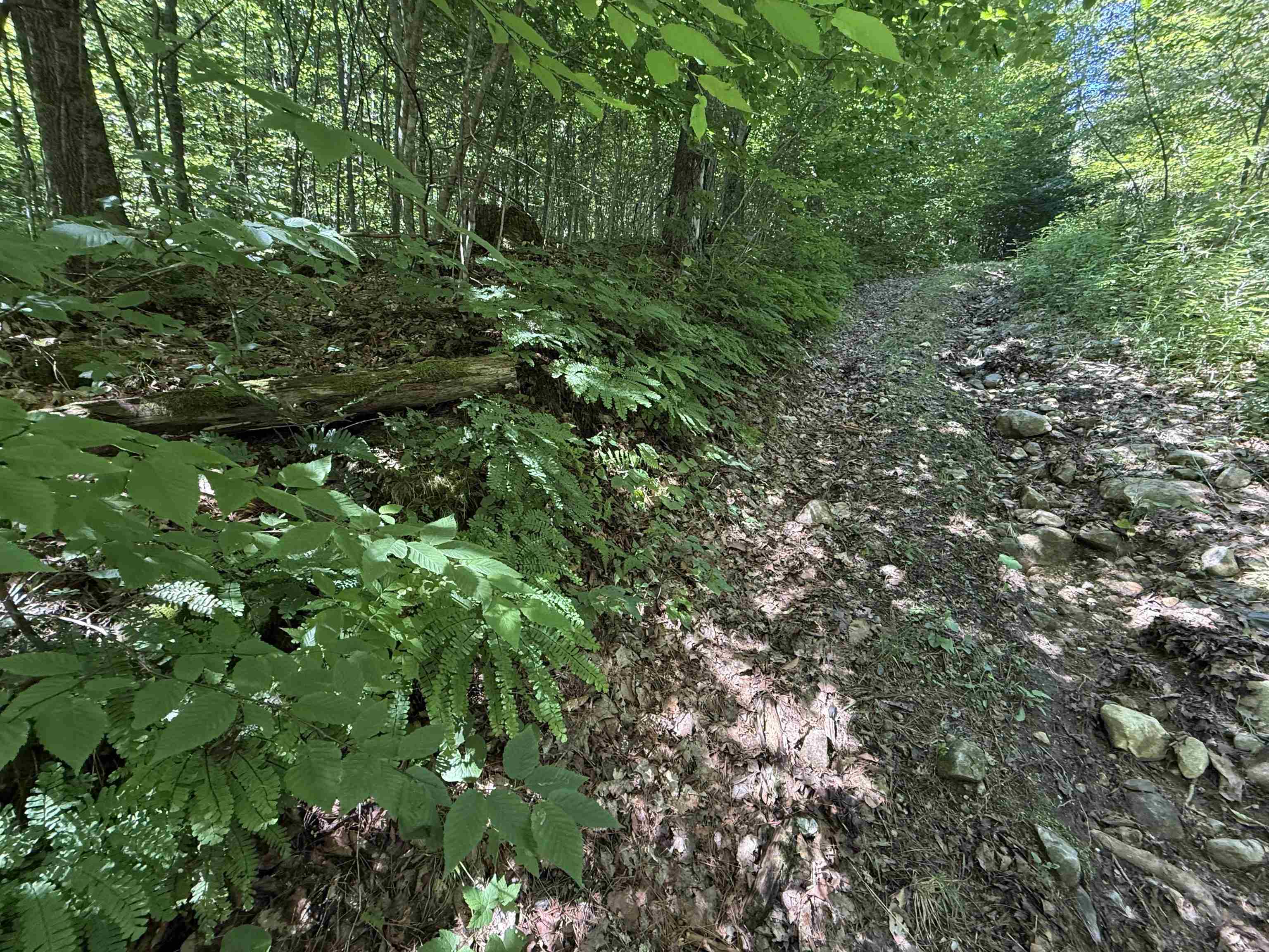 Ferns