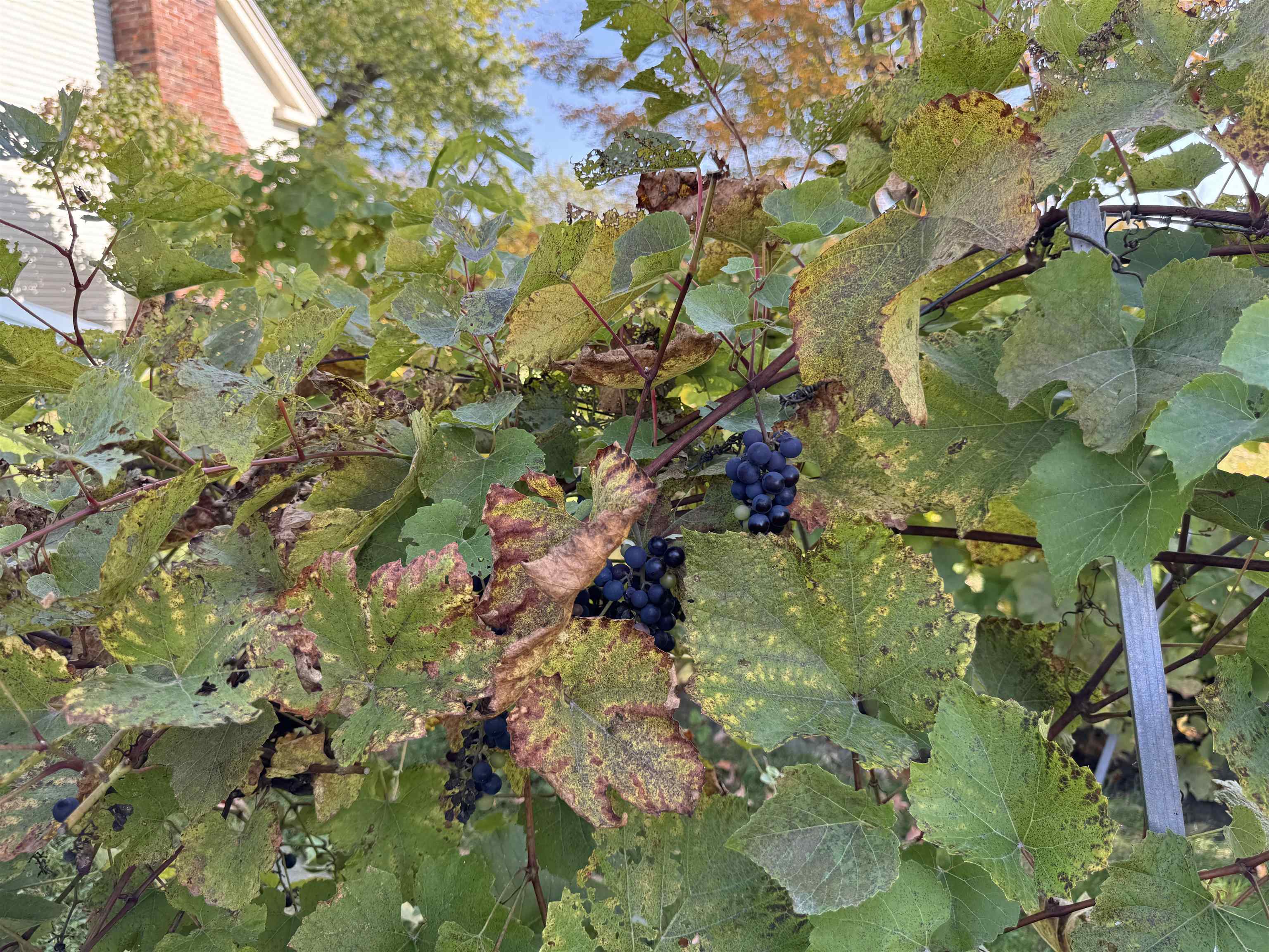 Grapes For Making Your Own Wine Or Jam