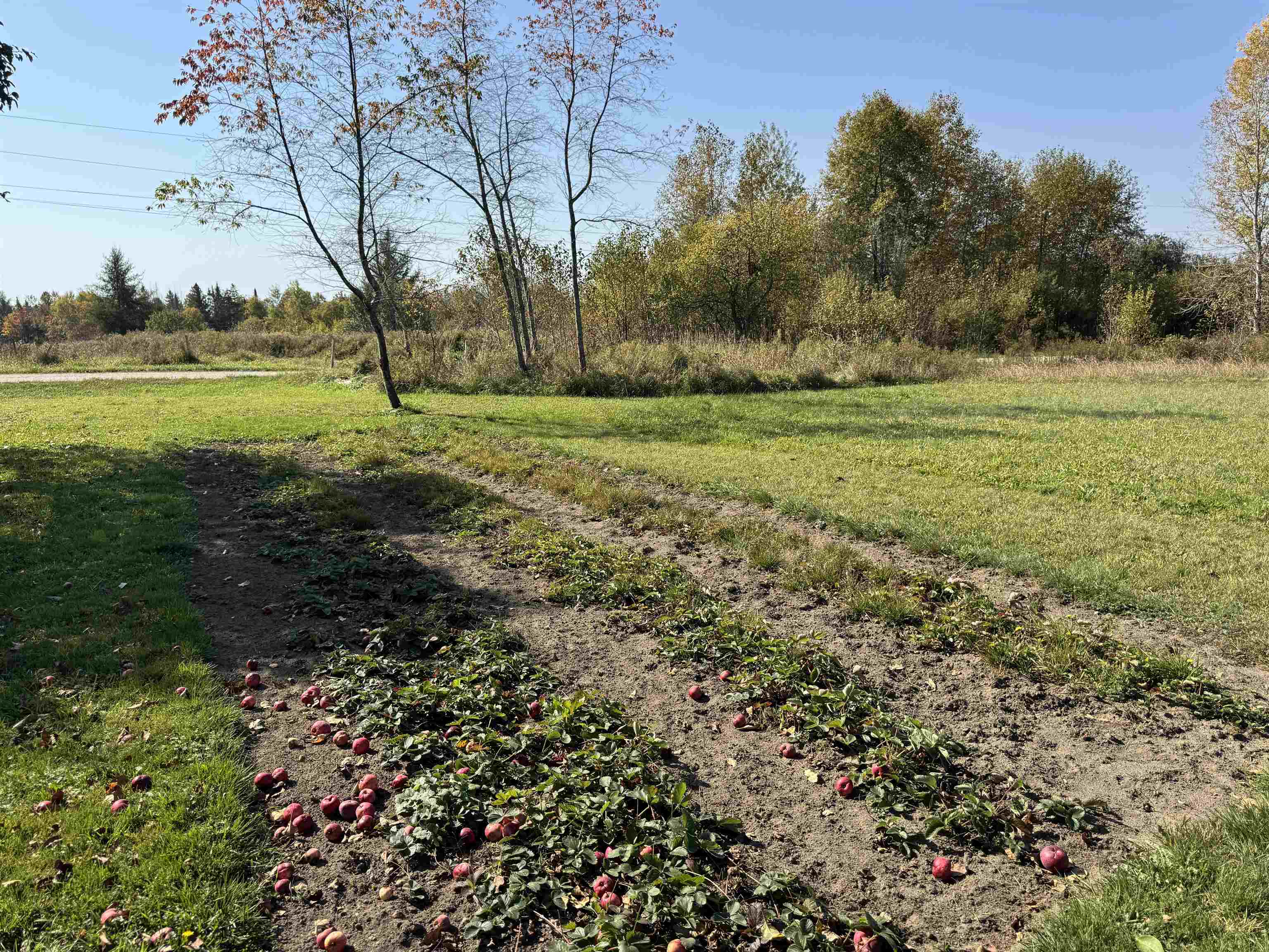 Strawberry Beds