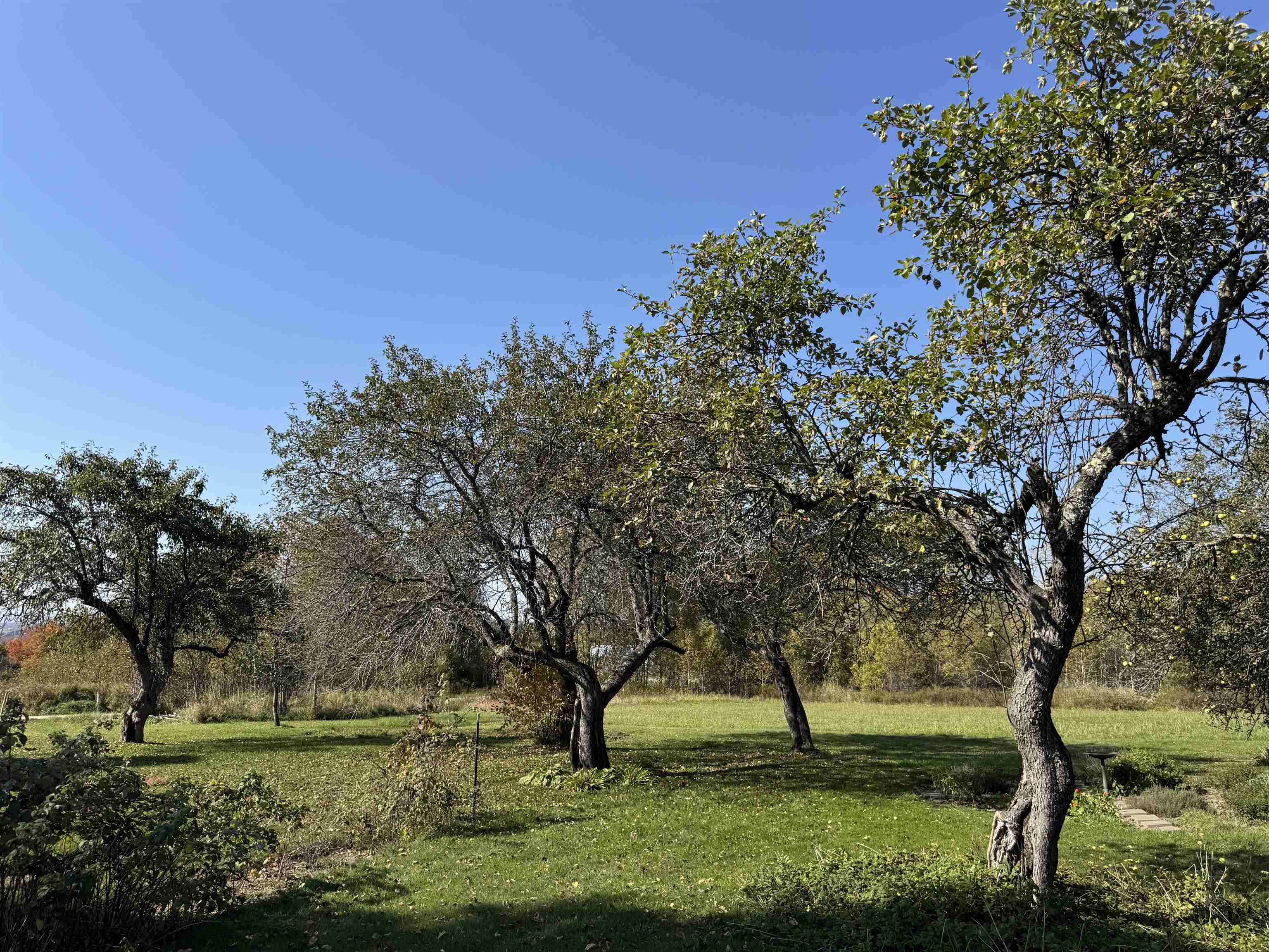 Several Different Apple Types