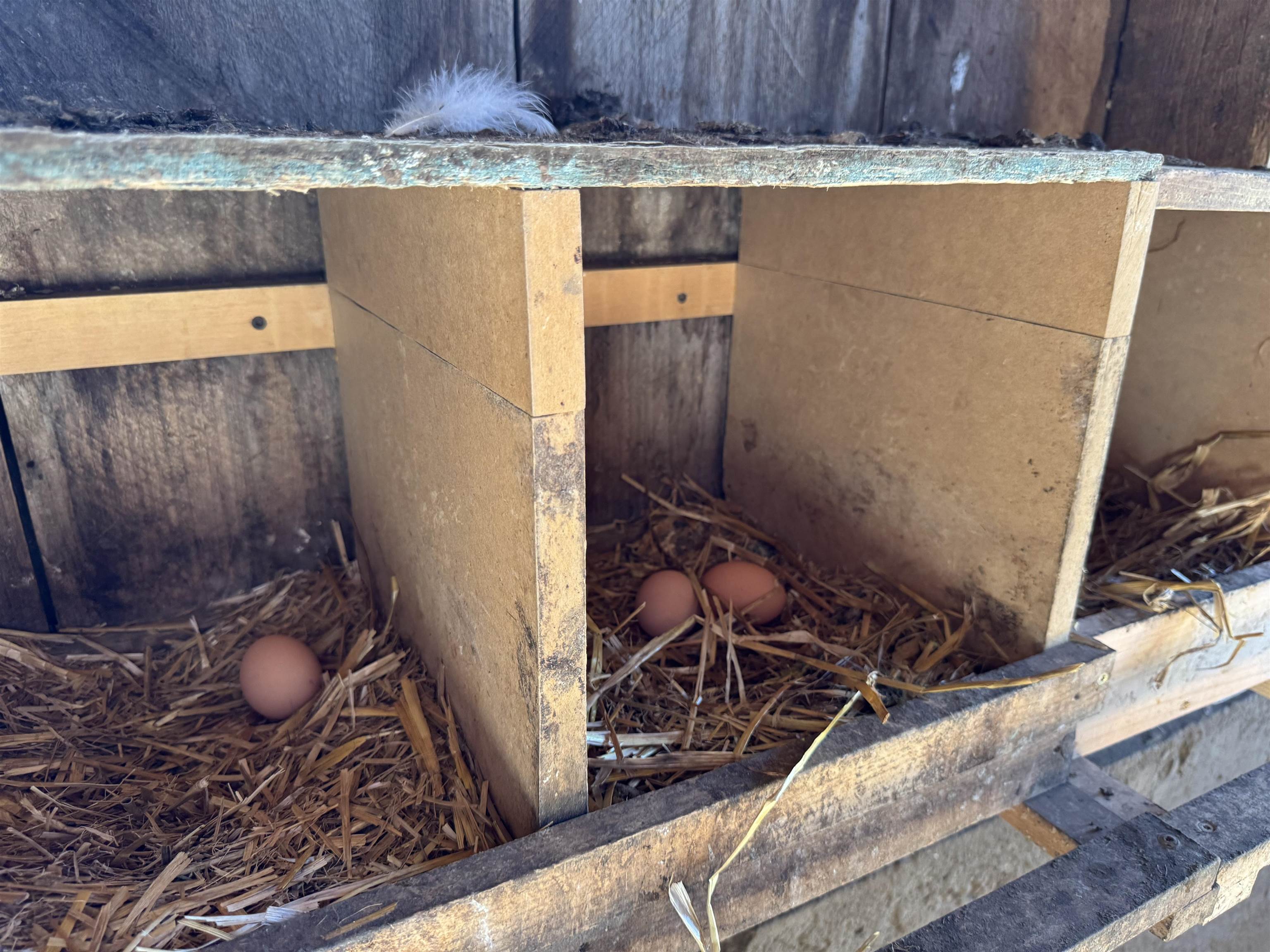 Raise Your Own Eggs
