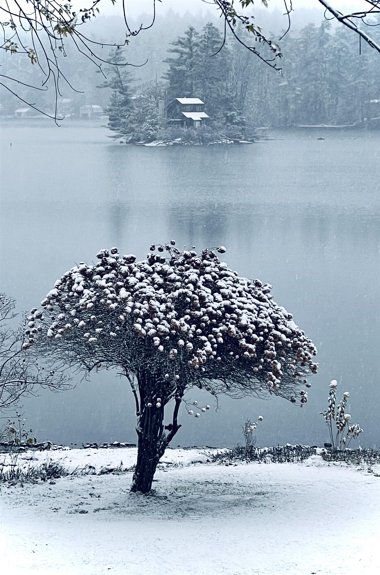 You will love this tree!