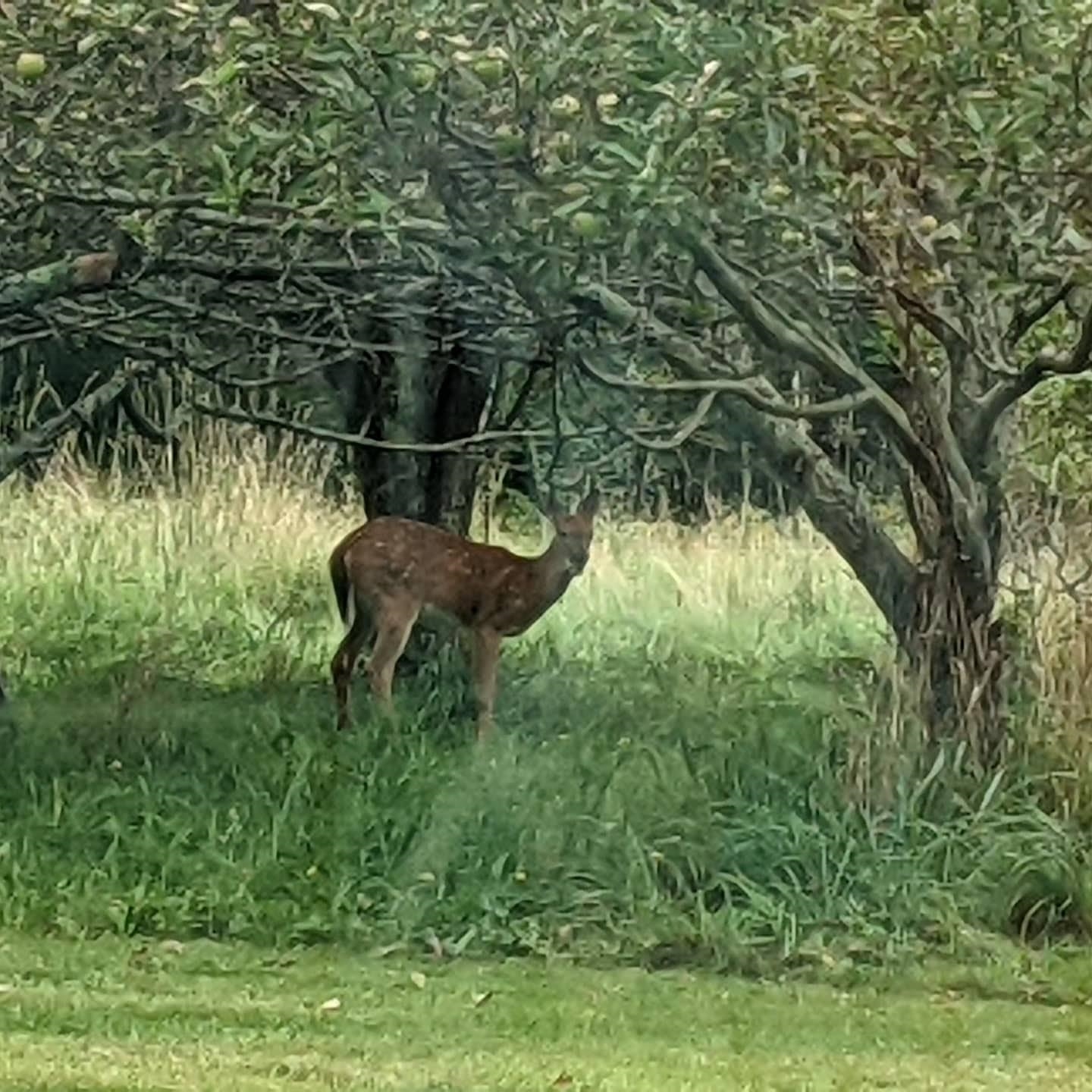 DEER IN THE BACK YARD