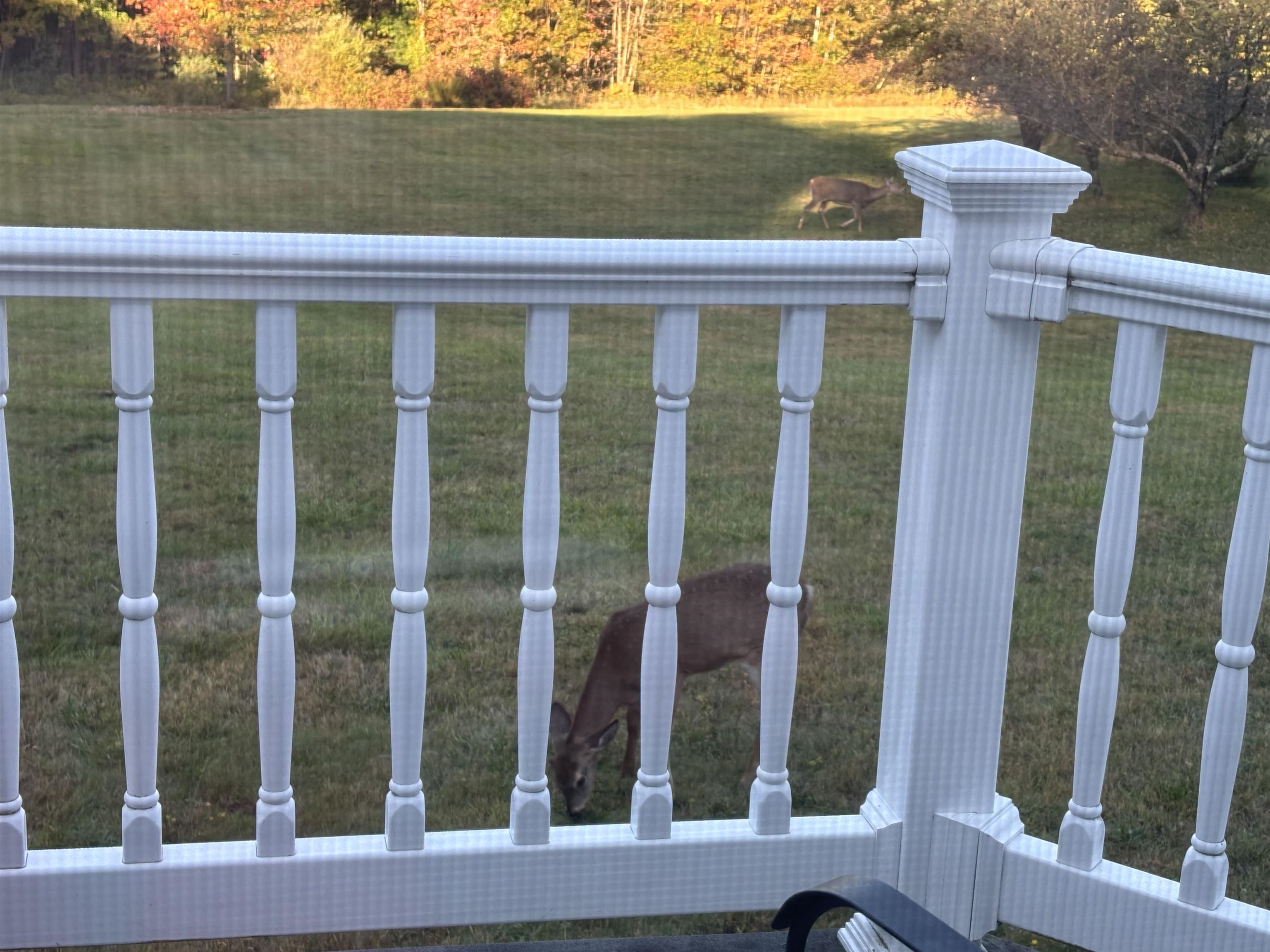 DEER UNDER THE DECK