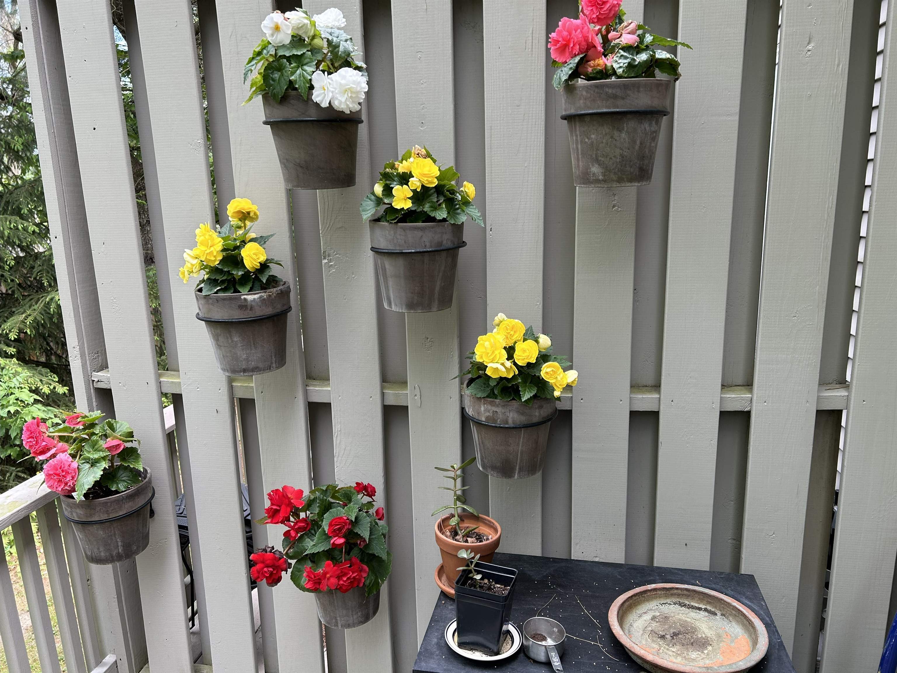 Showing flowers in summer 24312186