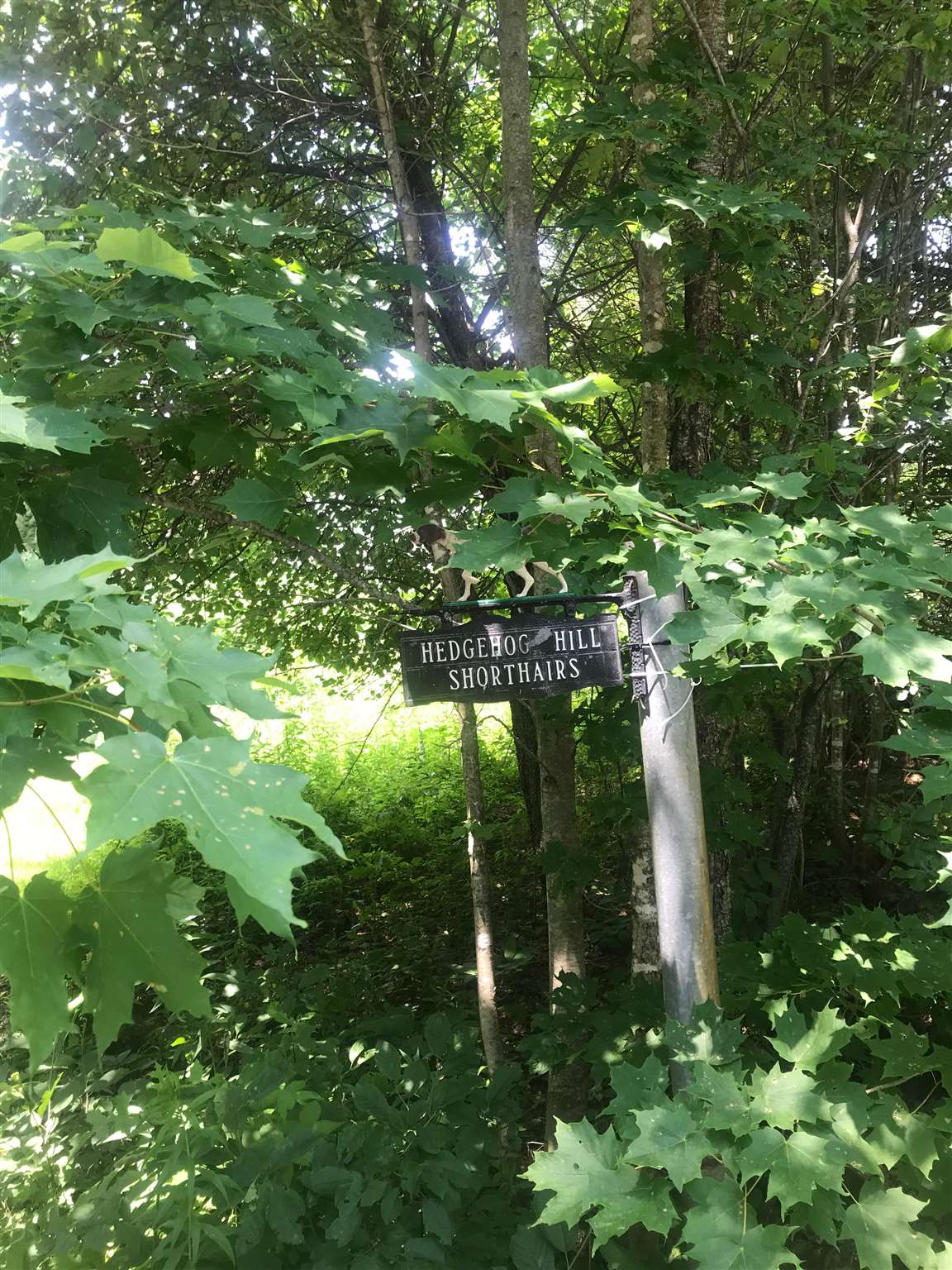 Homes for sale in Mount Holly, VT | 705 Hedgehog Hill Rd, Mount Holly, VT 05758 | MLS# 4815307