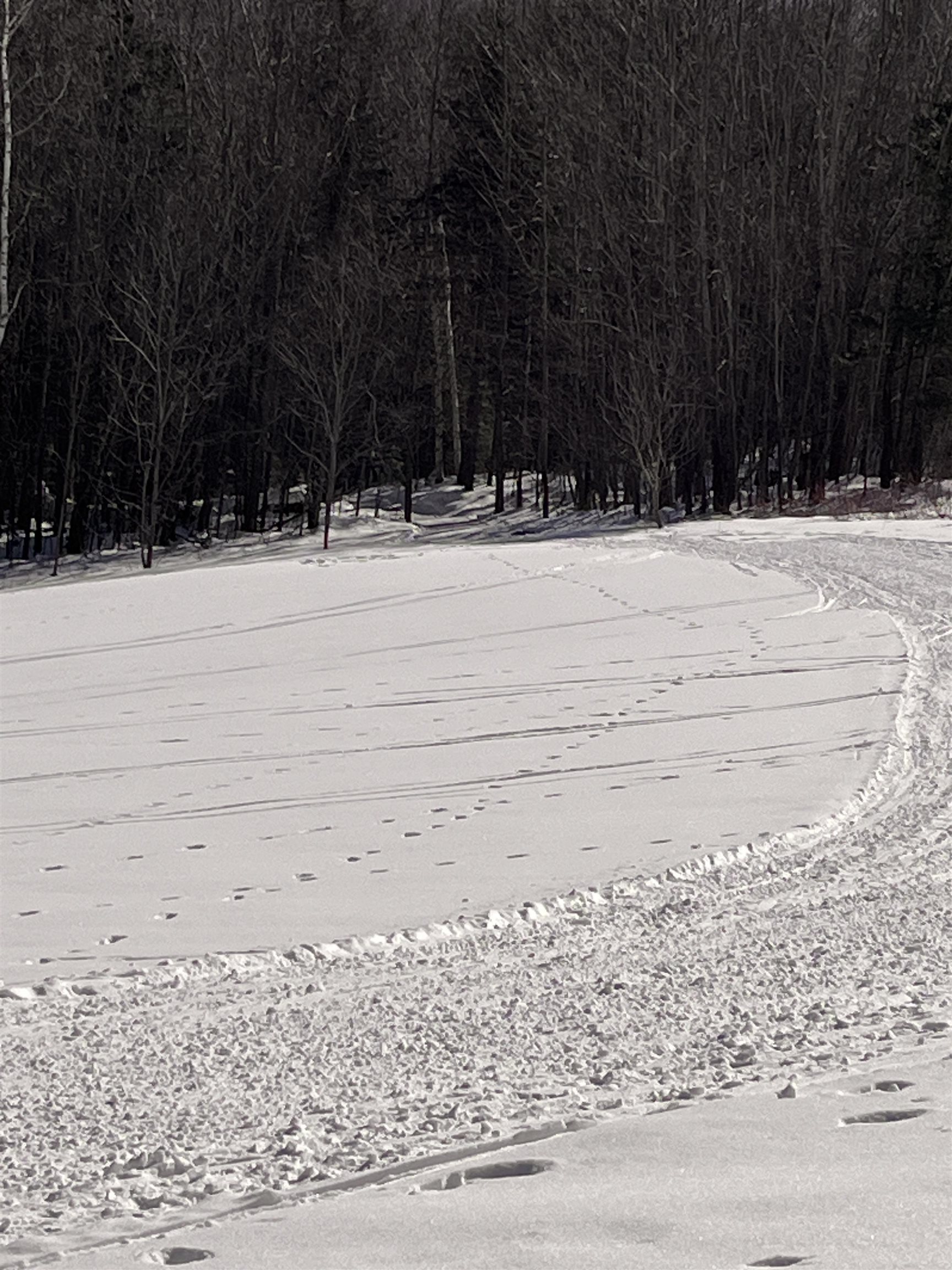 SUNNY DISPOSITION 21132220