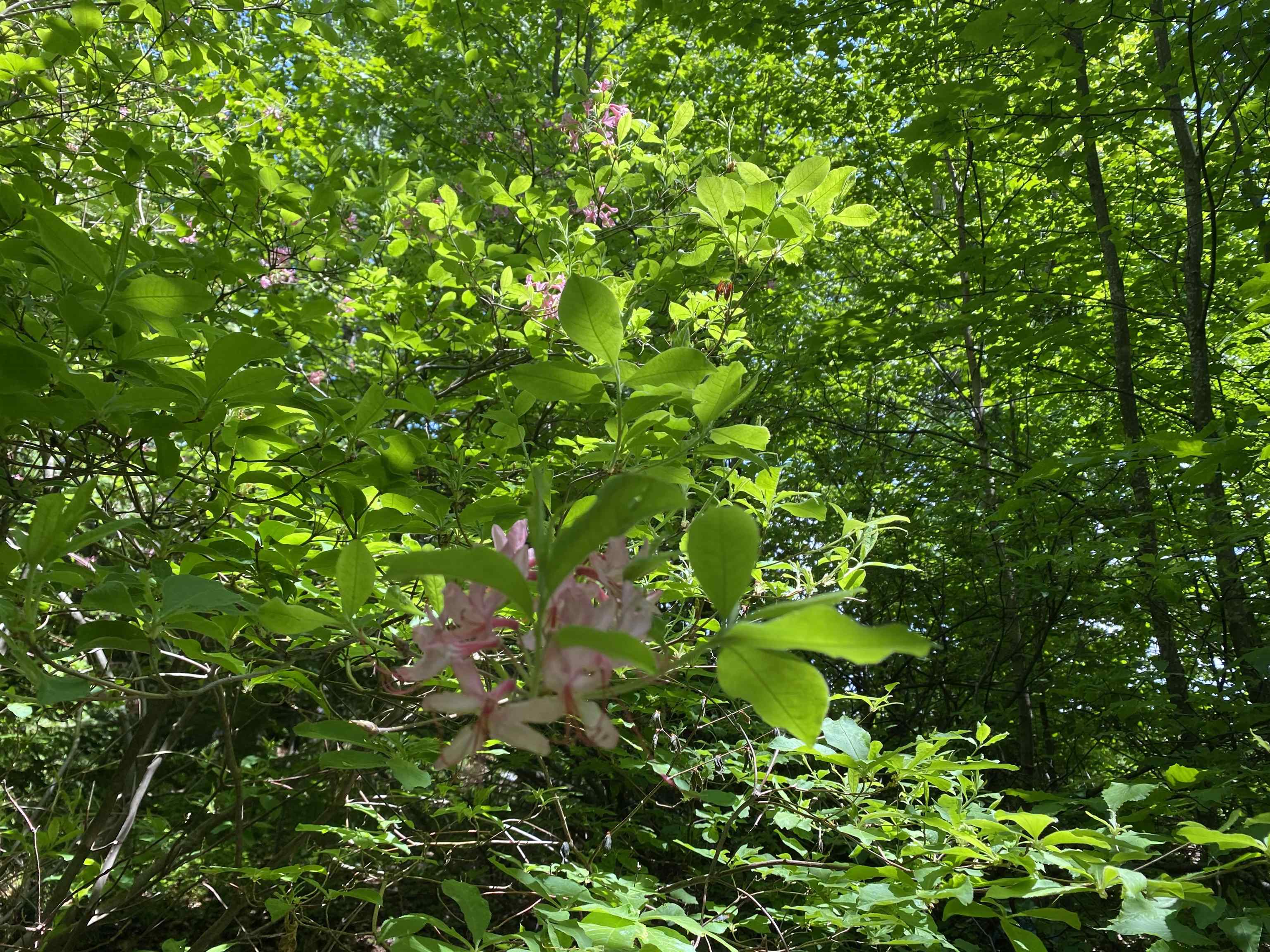 Homes for sale in Dover, VT | 41 Rice Hill Rd, Dover, VT 05341 | MLS# 4956629