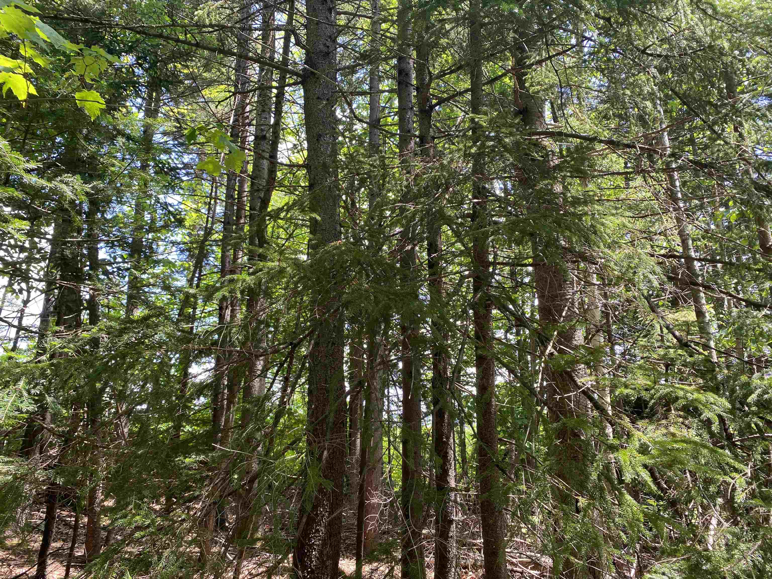 Homes for sale in Dover, VT | 41 Rice Hill Rd, Dover, VT 05341 | MLS# 4956629