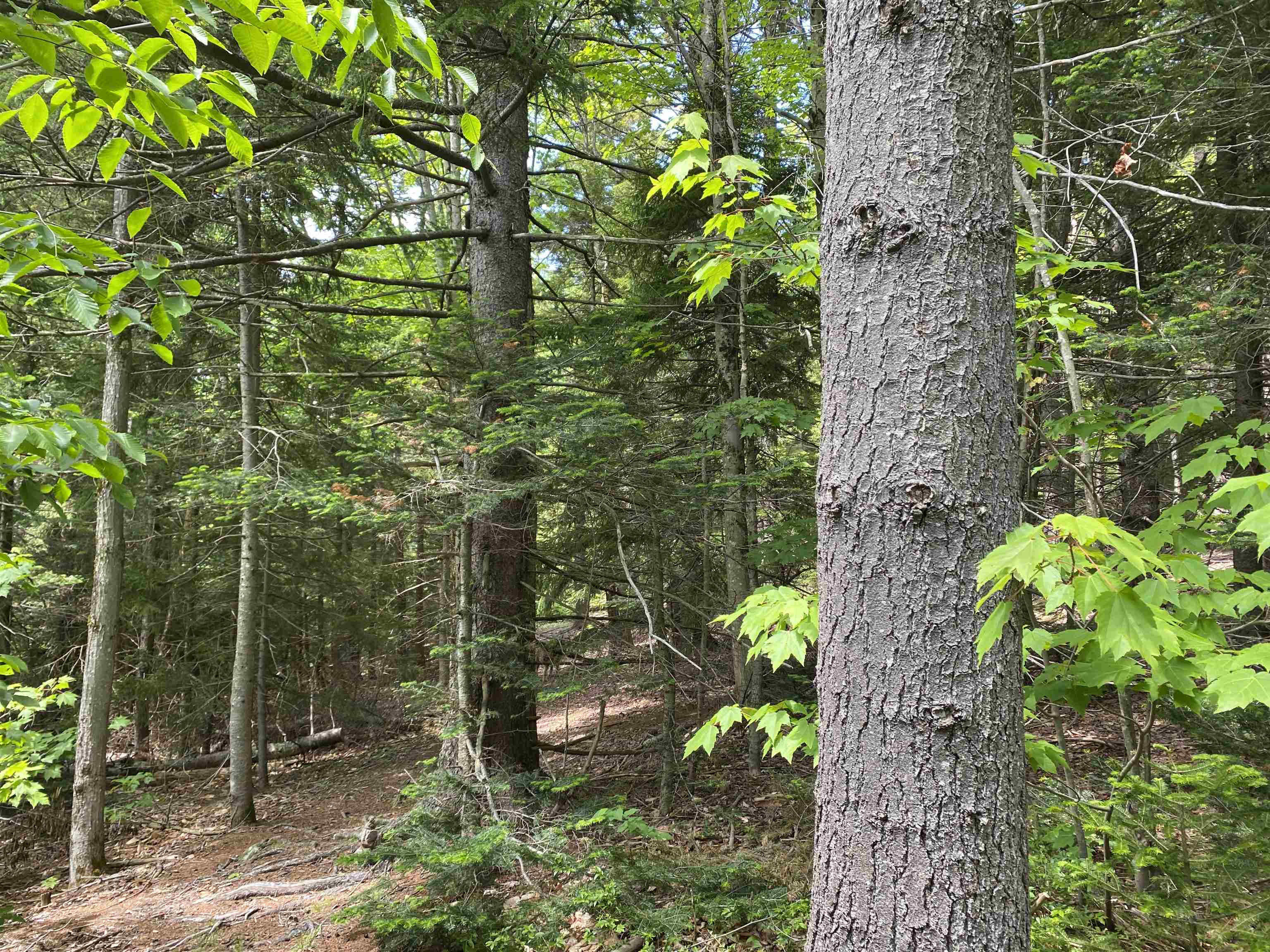 Homes for sale in Dover, VT | 41 Rice Hill Rd, Dover, VT 05341 | MLS# 4956629