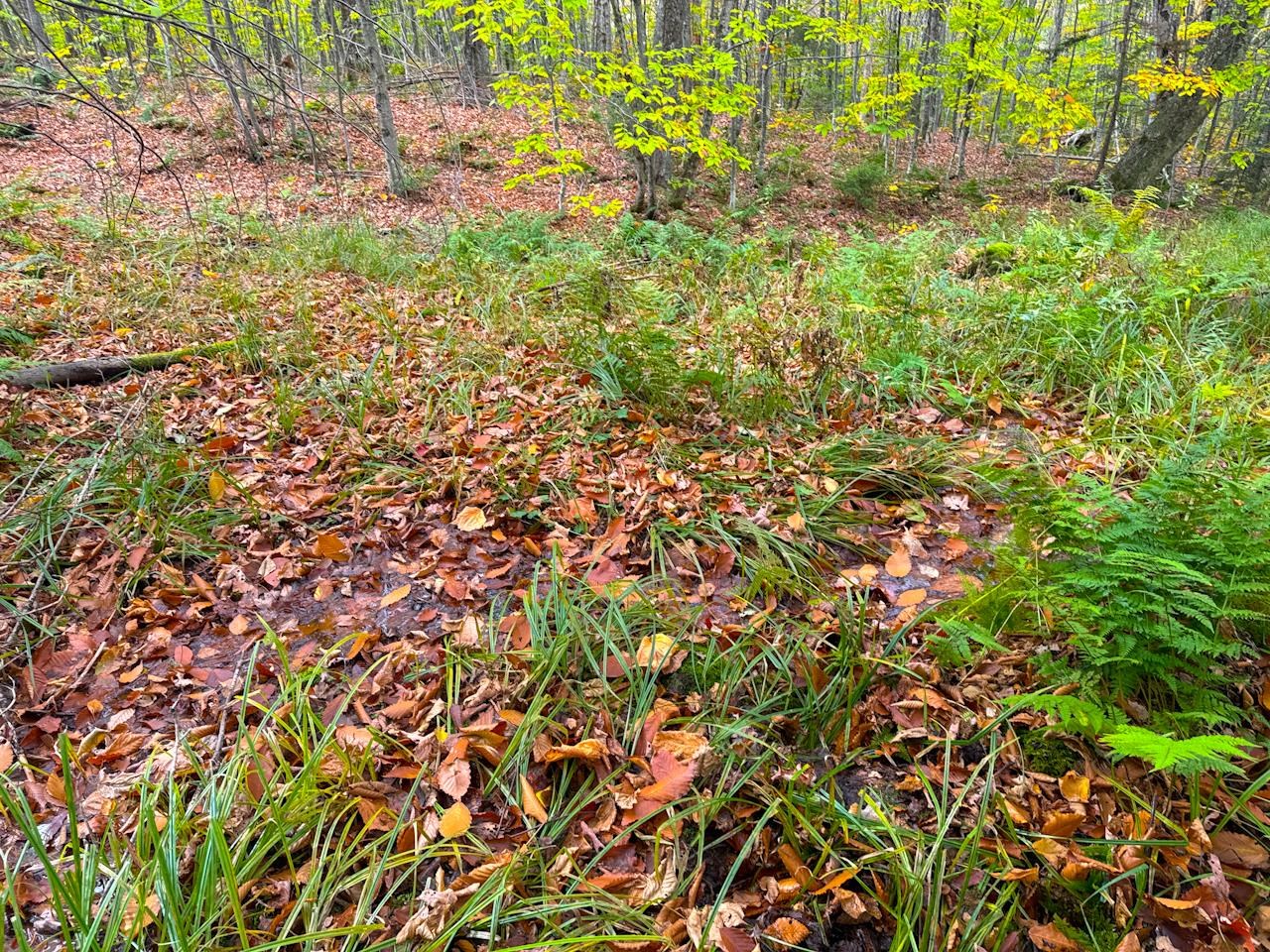 NE Corner Spring, Pond Potential 20742138