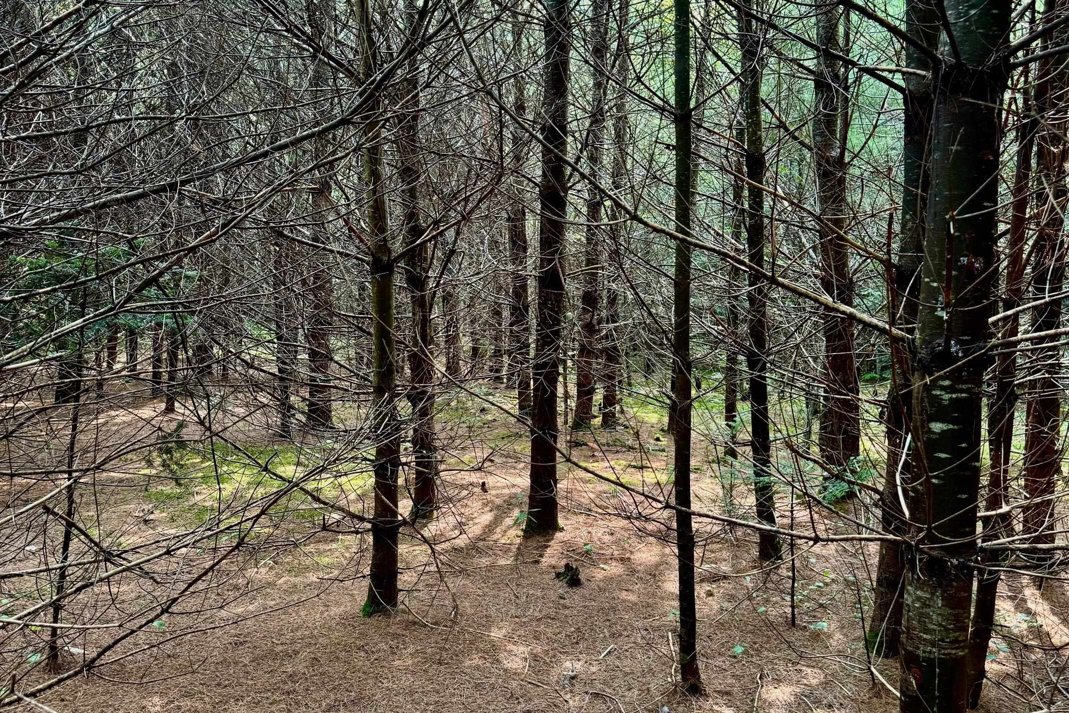 MLS #4977635 image #10