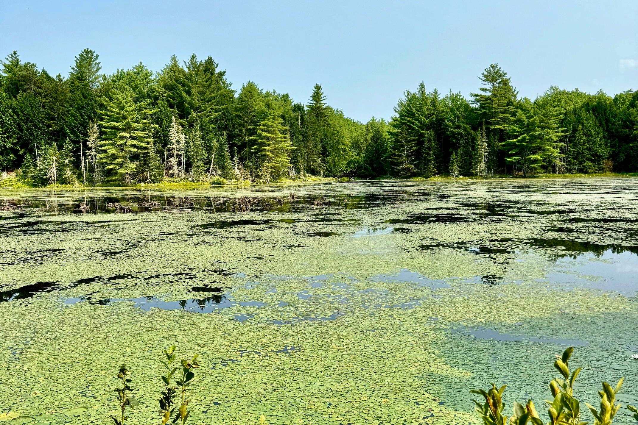 MLS #4977635 image #11