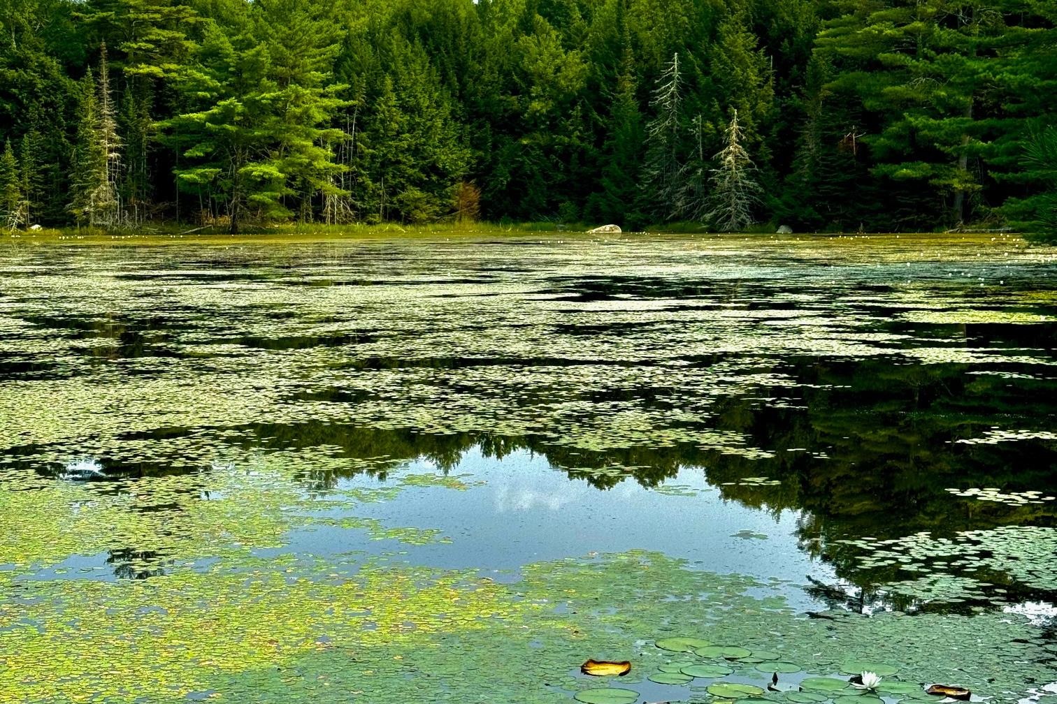 MLS #4977635 image #12