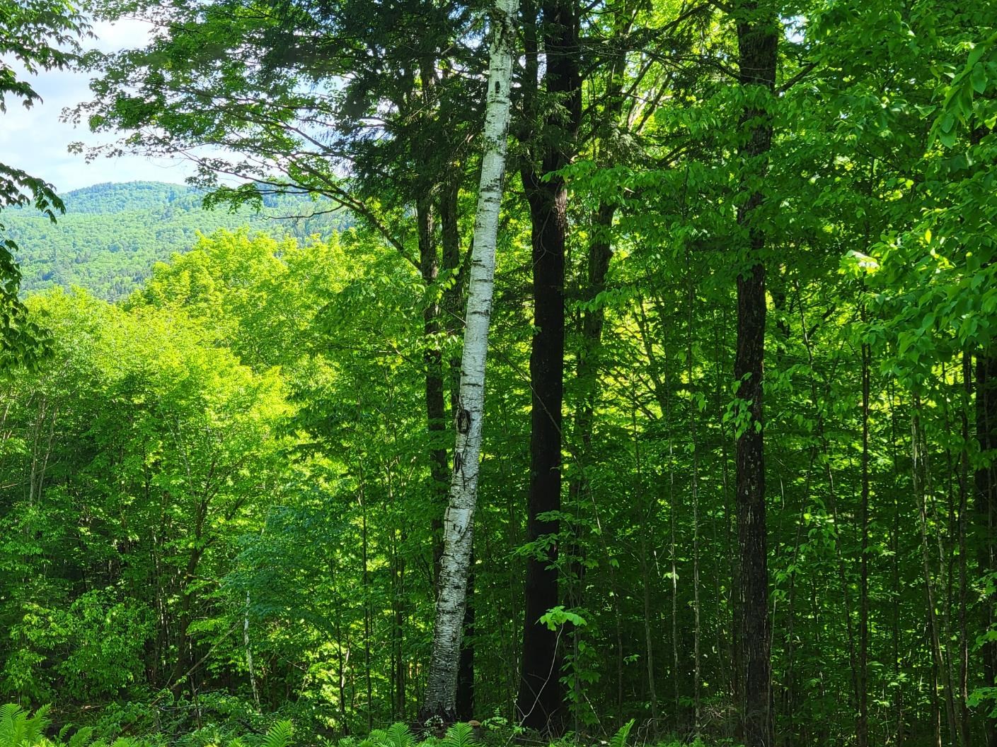 Homes for sale in Barnard, VT | 000 West Rd, Barnard, VT 05031 | MLS# 4985014