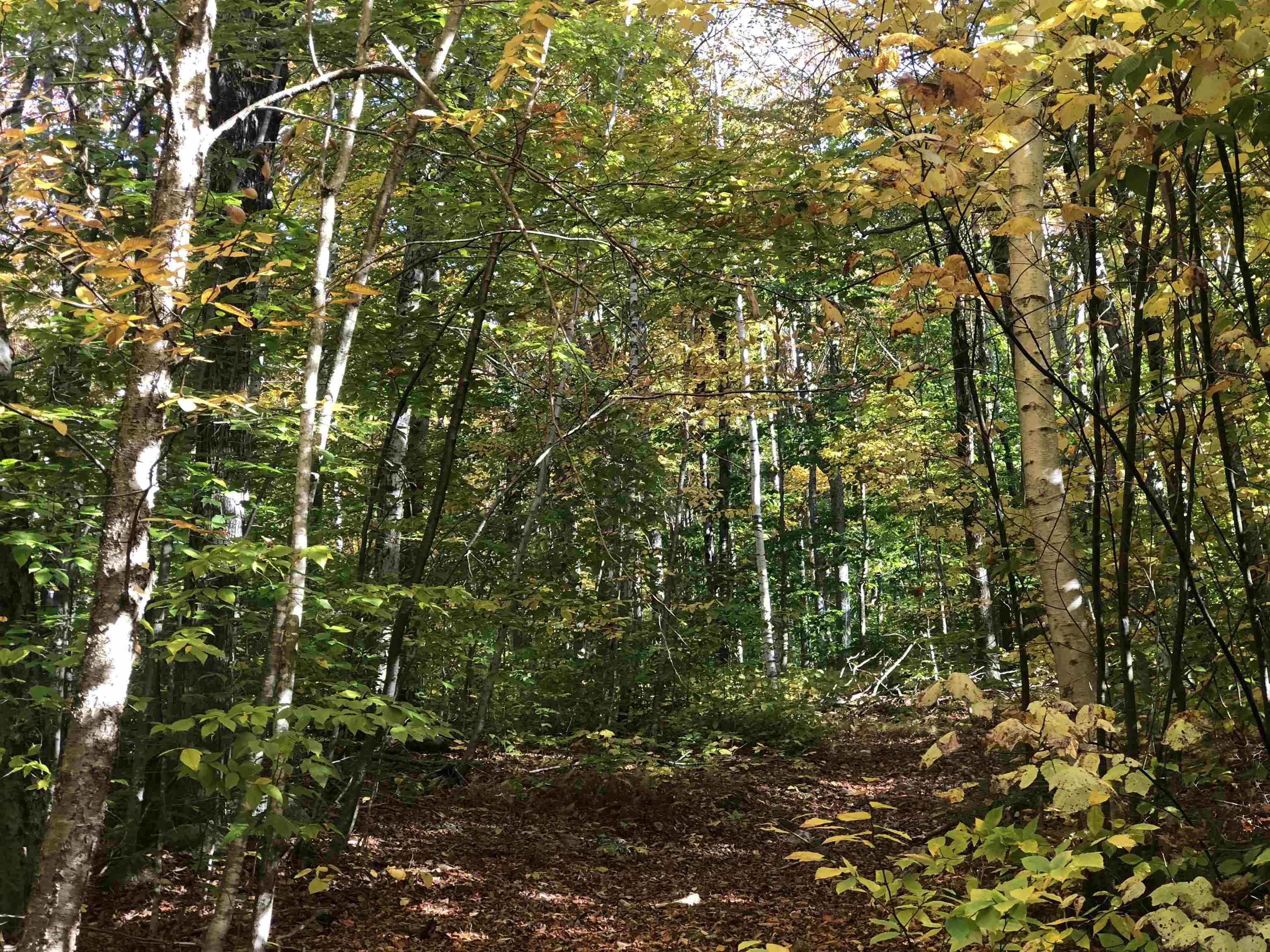 Homes for sale in Stamford, VT | 0 Andrea Dr, Stamford, VT 05352 | MLS# 4985234