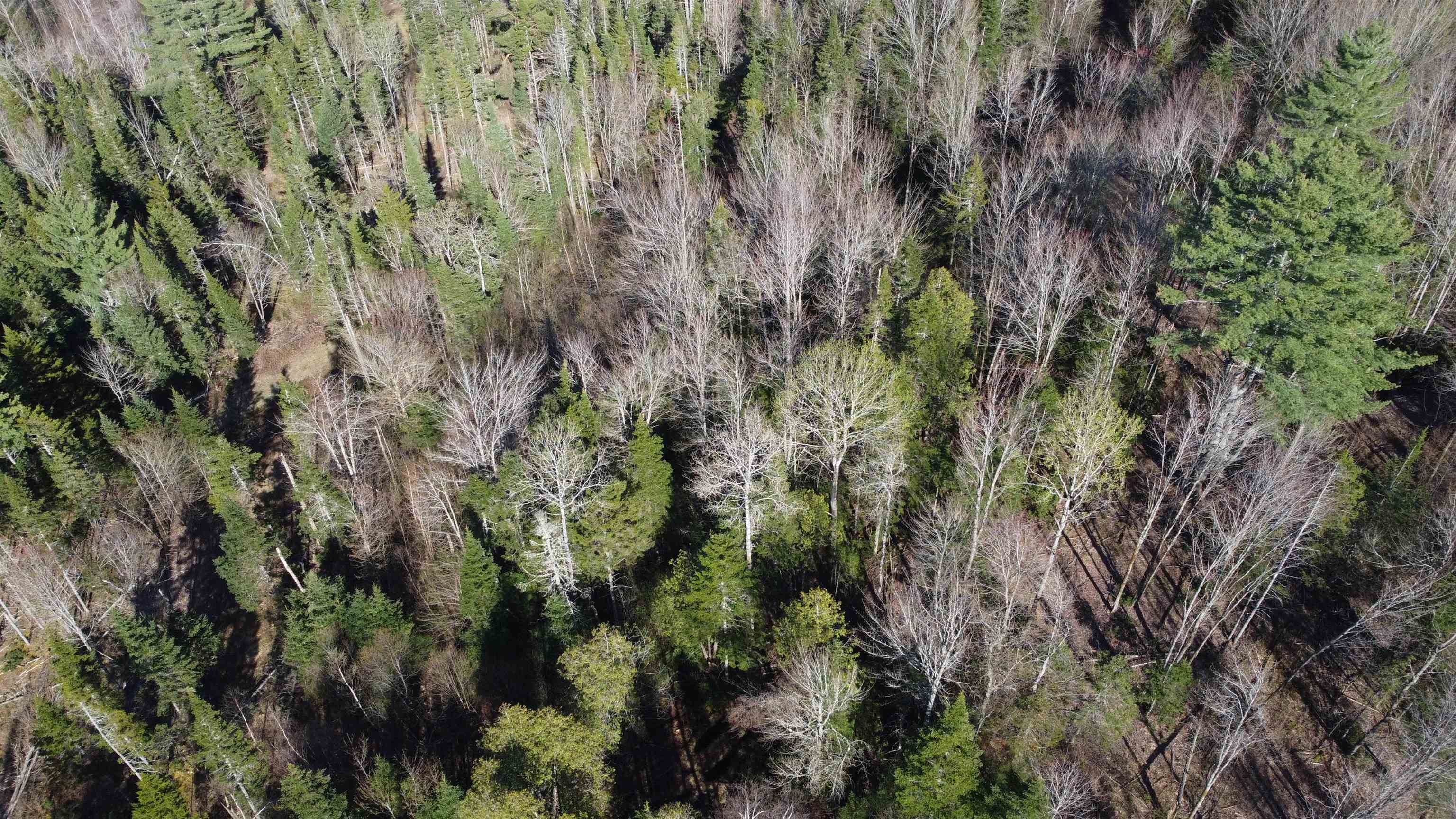 Homes for sale in Brighton, VT | 0 Atwood Rd, Brighton, VT 05846 | MLS# 4995675