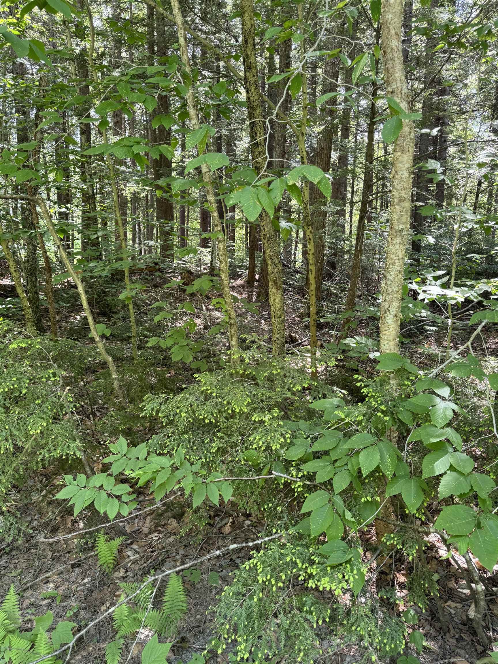 Homes for sale in Wardsboro, VT | 0 Boardman Loop, Wardsboro, VT 05360 | MLS# 4999194