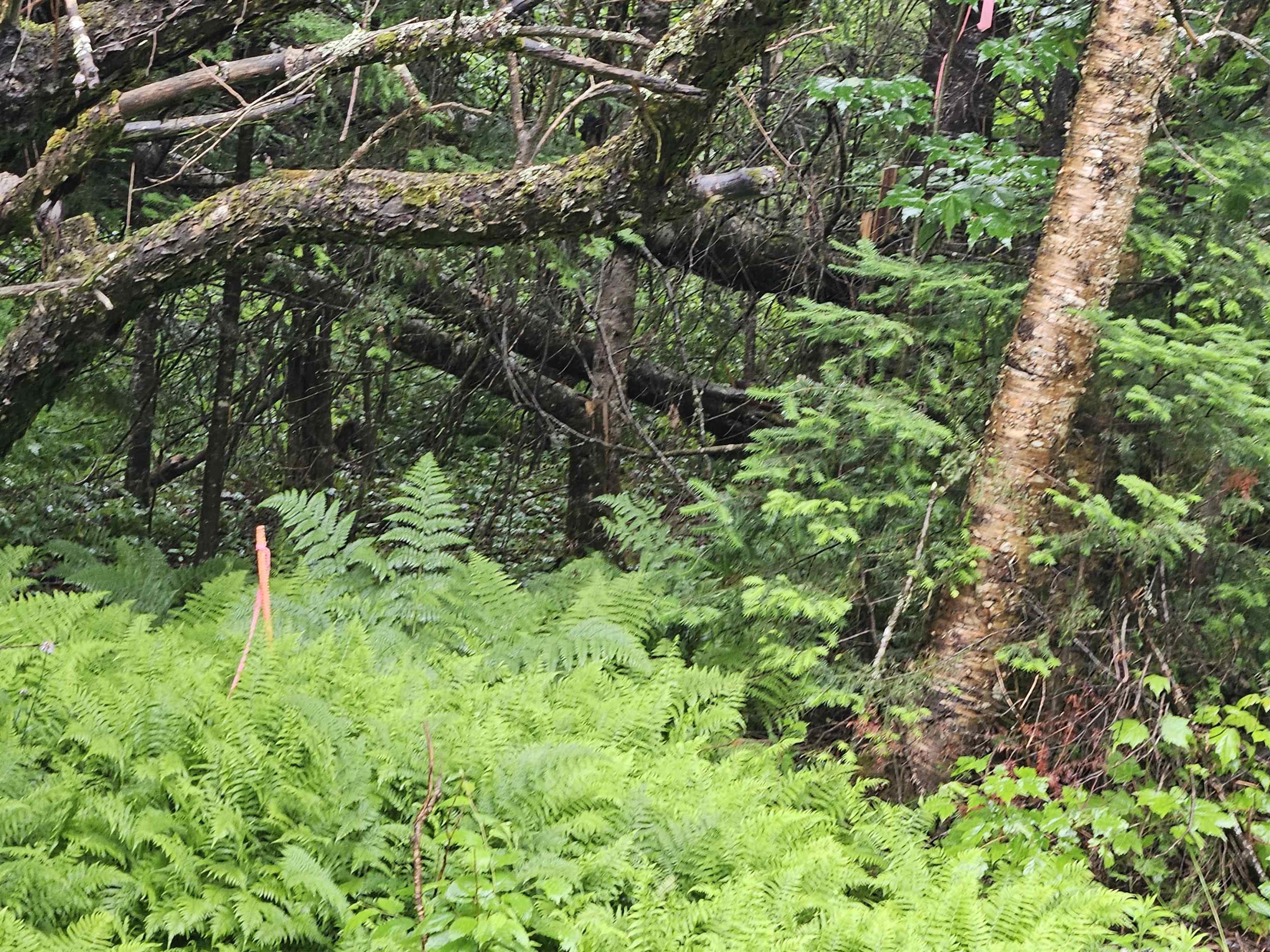 Homes for sale in Sugar Hill, NH | Lot 15 Hadley Rd, Sugar Hill, NH 03586 | MLS# 5001915