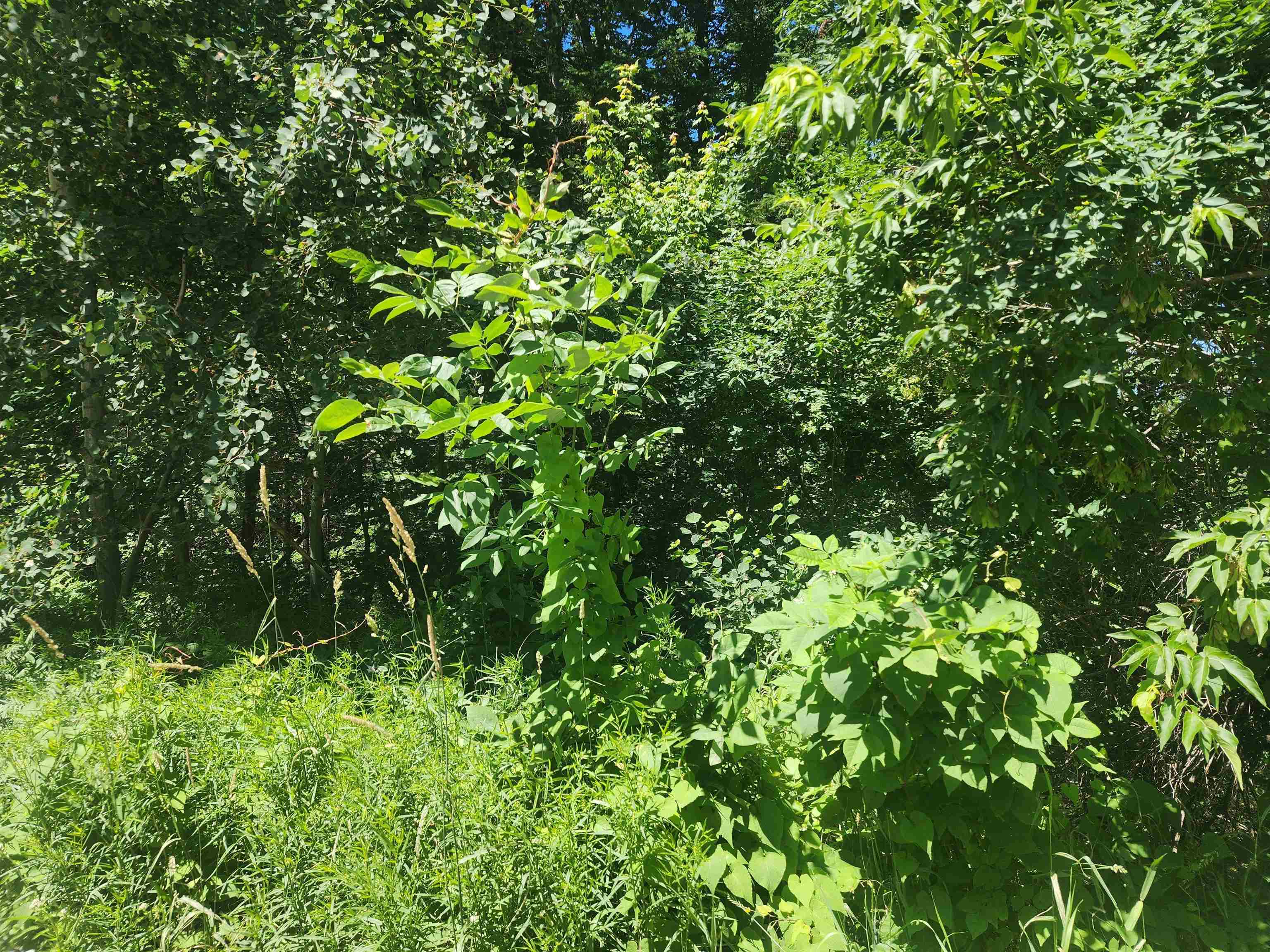 Homes for sale in Berlin, NH | 00 Mcgee St, Berlin, NH 03570 | MLS# 5002902