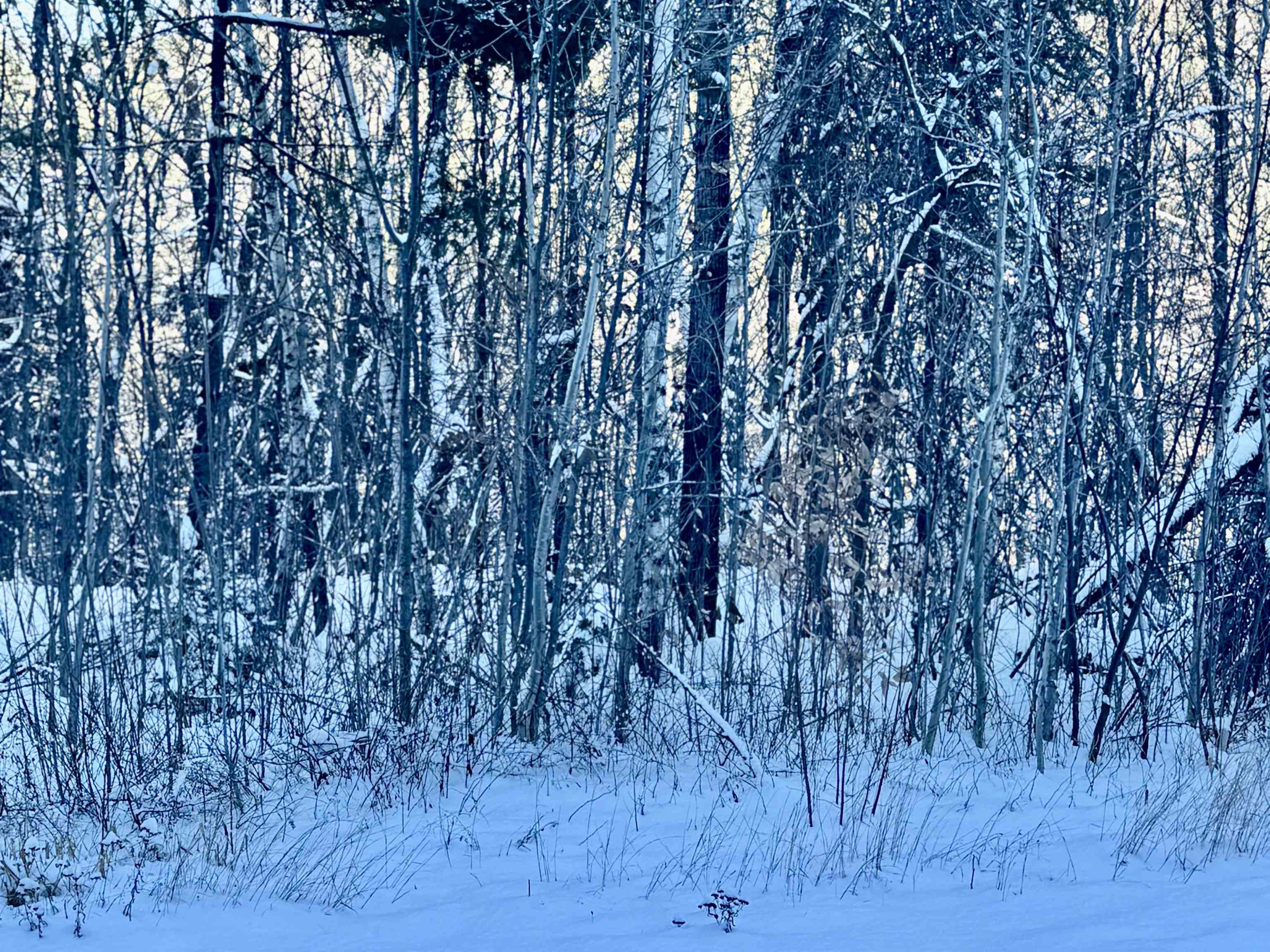 Homes for sale in Bartlett, NH | Us Route 302, Bartlett, NH 03812 | MLS# 5003976