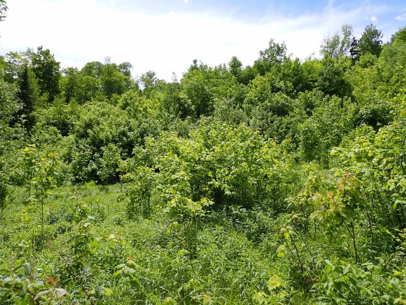 Homes for sale in Topsham, VT | 0 Powder Spring Rd, Topsham, VT 05076 | MLS# 5006112