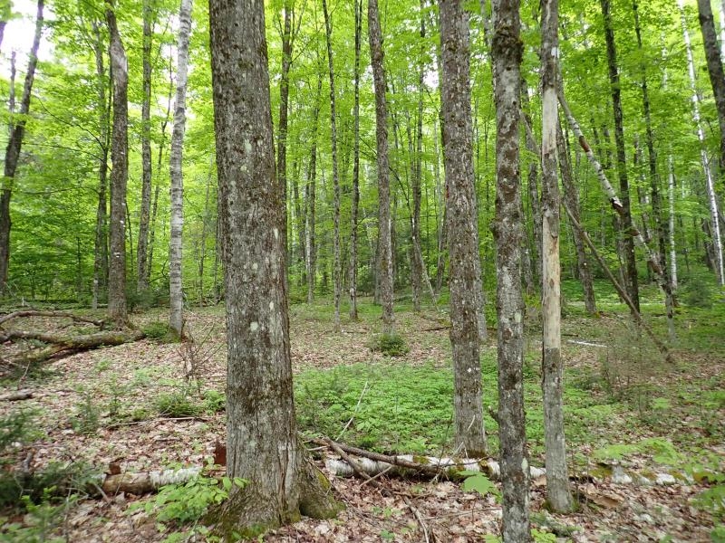 Homes for sale in Topsham, VT | 0 Powder Spring Rd, Topsham, VT 05076 | MLS# 5006112