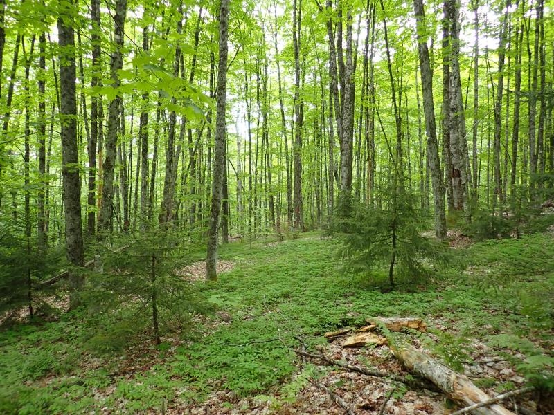 Homes for sale in Topsham, VT | 0 Powder Spring Rd, Topsham, VT 05076 | MLS# 5006112