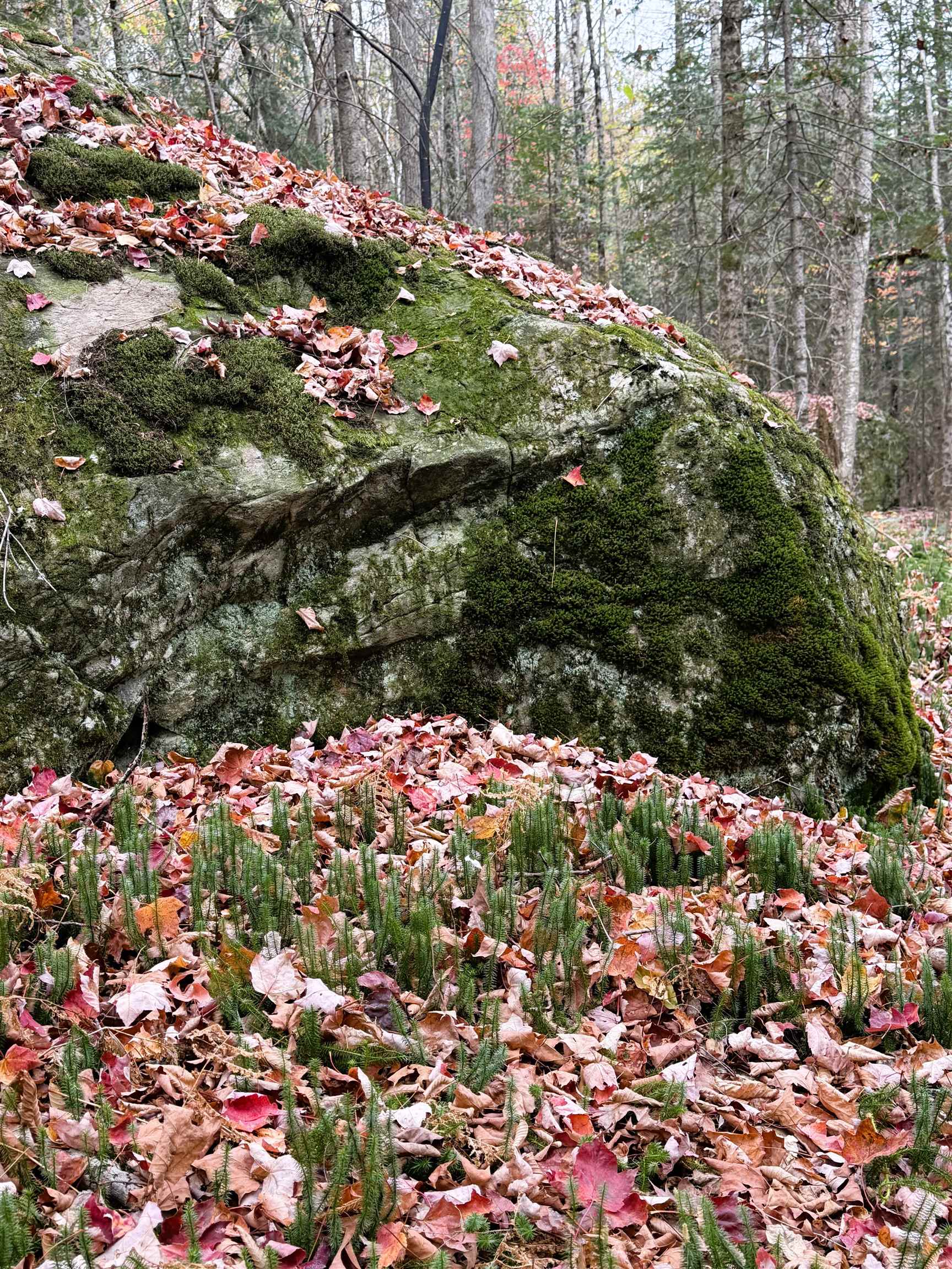 Homes for sale in Newport Town, VT | 972 Farrar Rd, Newport Town, VT 05857 | MLS# 5006849