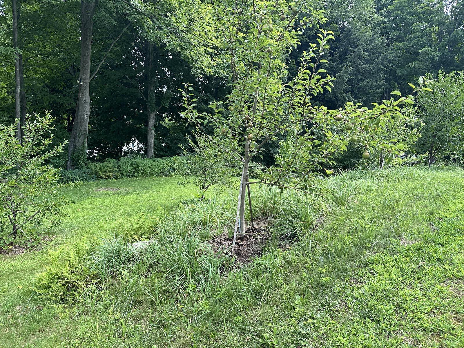 Lush gardens 21962948