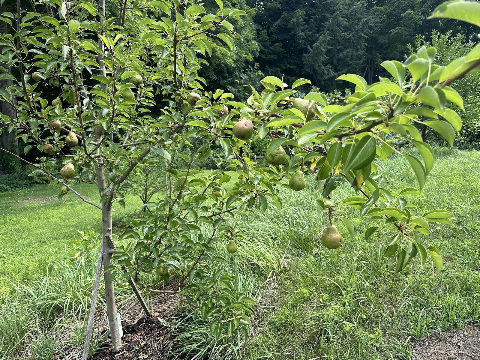 Fruit trees 21962949