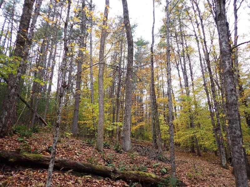 Mine Rd, Strafford, VT 05070