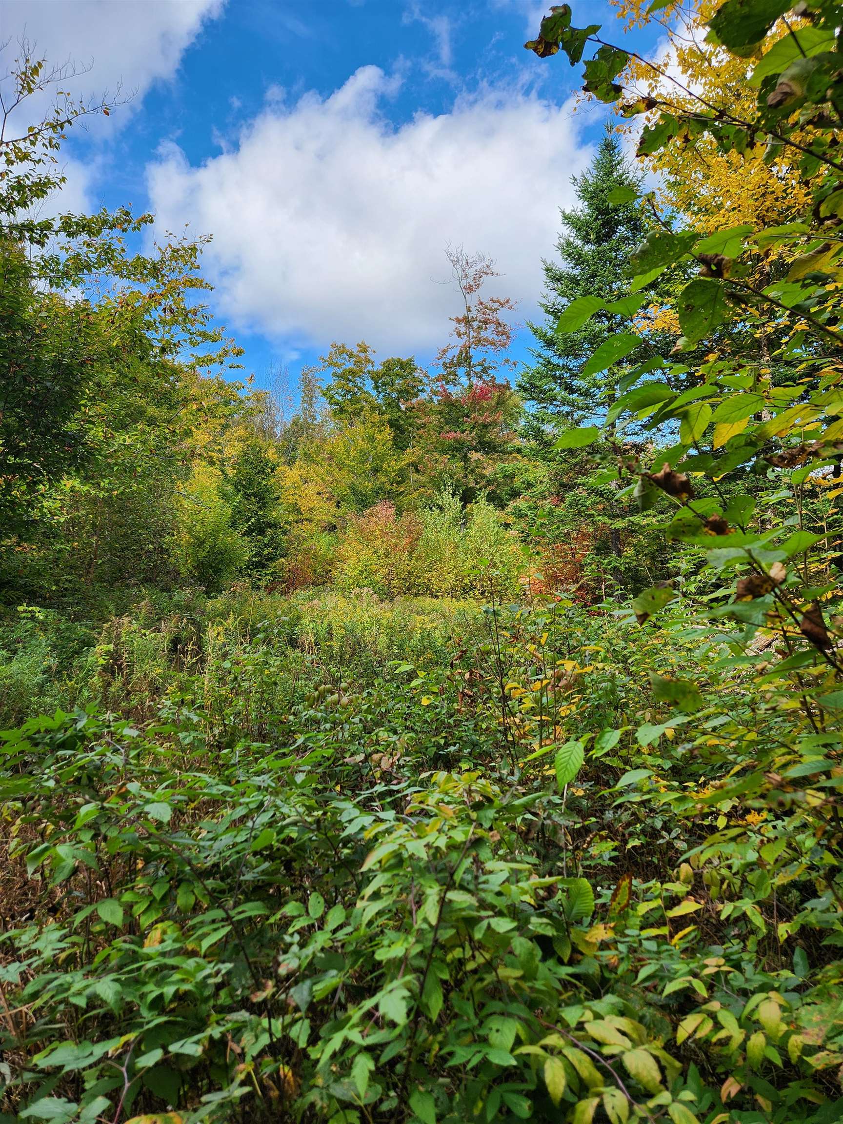 Photo of Off Groton North Road Groton NH 03241