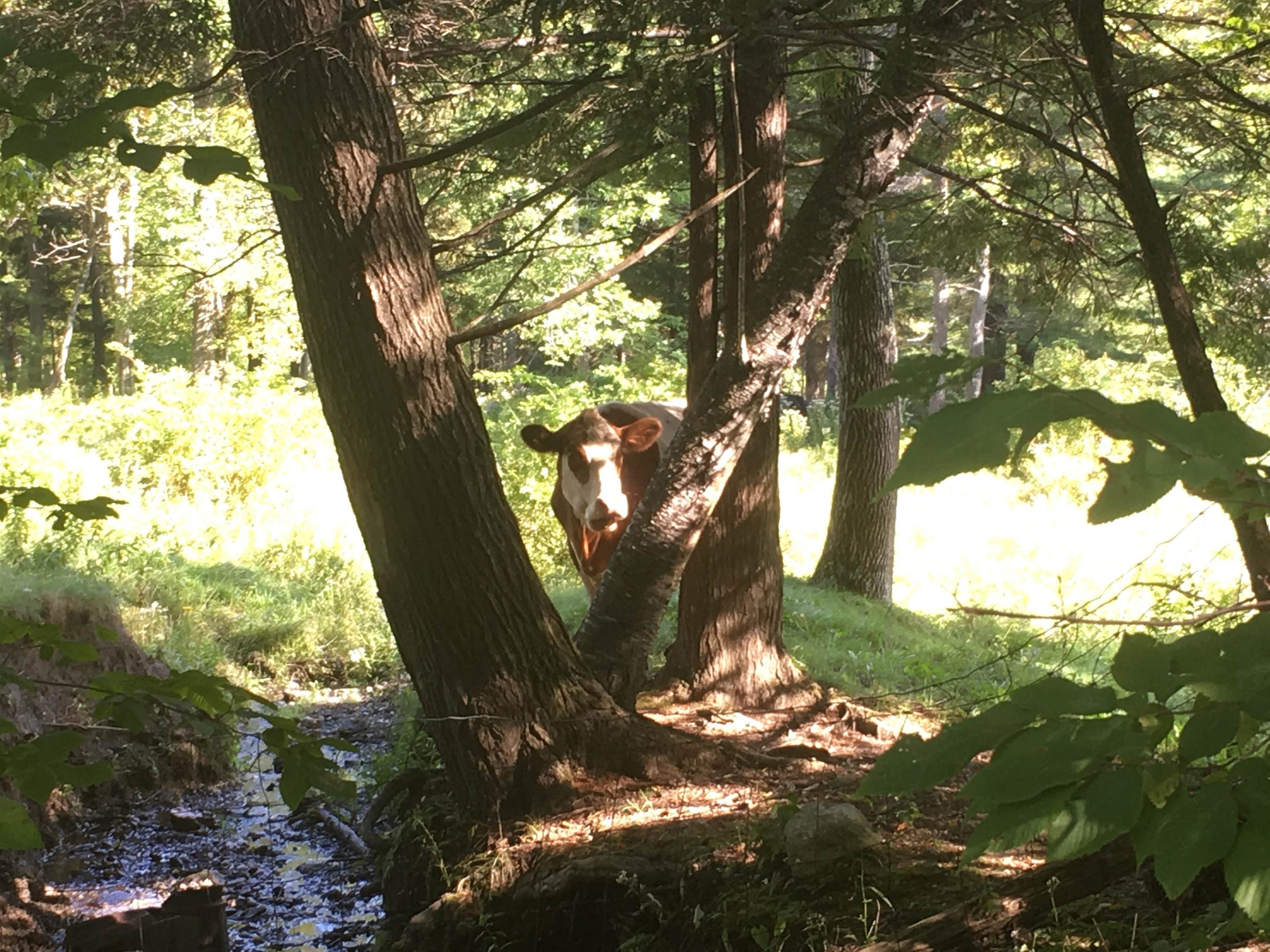 Homes for sale in Wilmington, VT | Upper Dam Rd, Wilmington, VT 05363 | MLS# 5019848