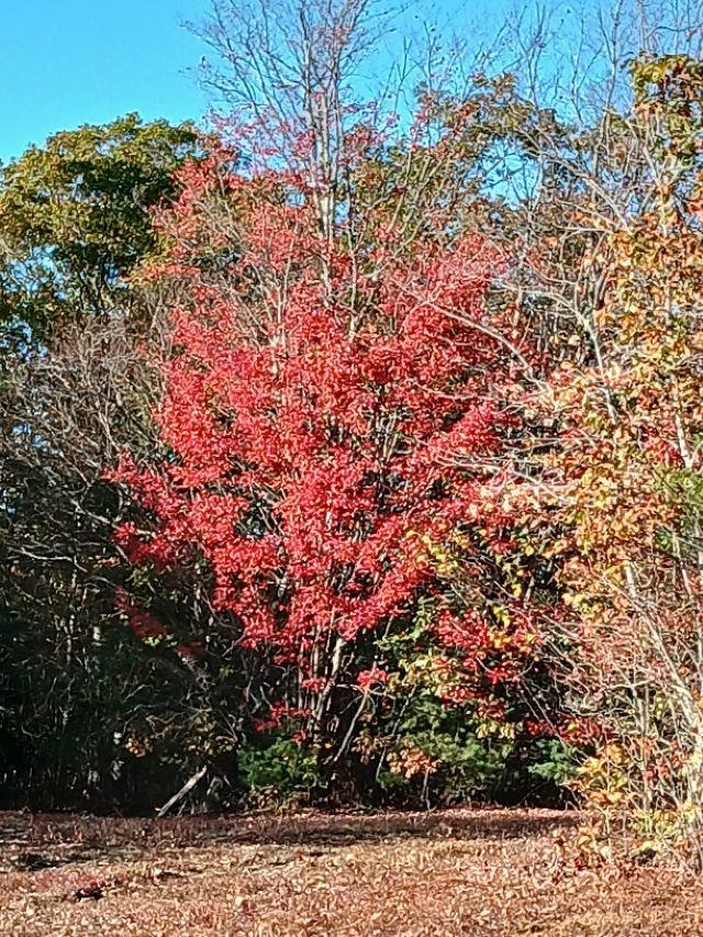 MLS #5021384 image #6