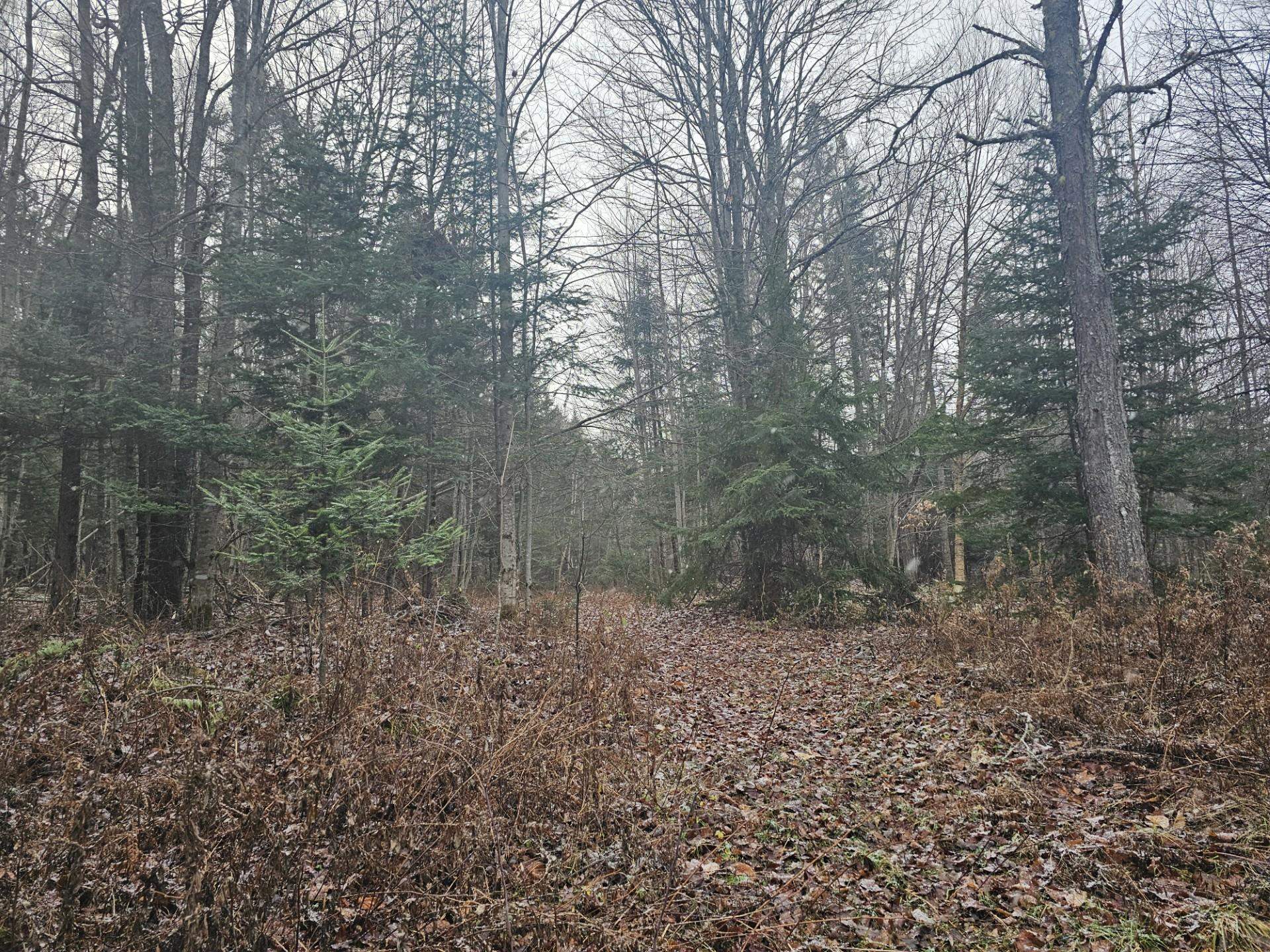 Homes for sale in Dummer, NH | 461 Hill Rd, Dummer, NH 03588 | MLS# 5023409