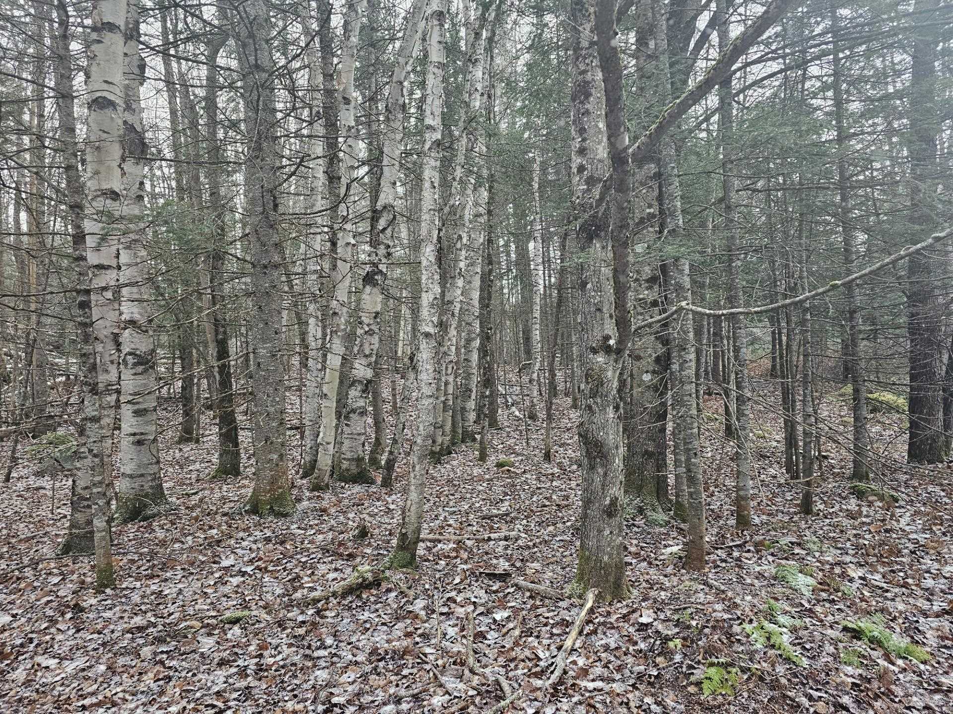 Homes for sale in Dummer, NH | 461 Hill Rd, Dummer, NH 03588 | MLS# 5023409