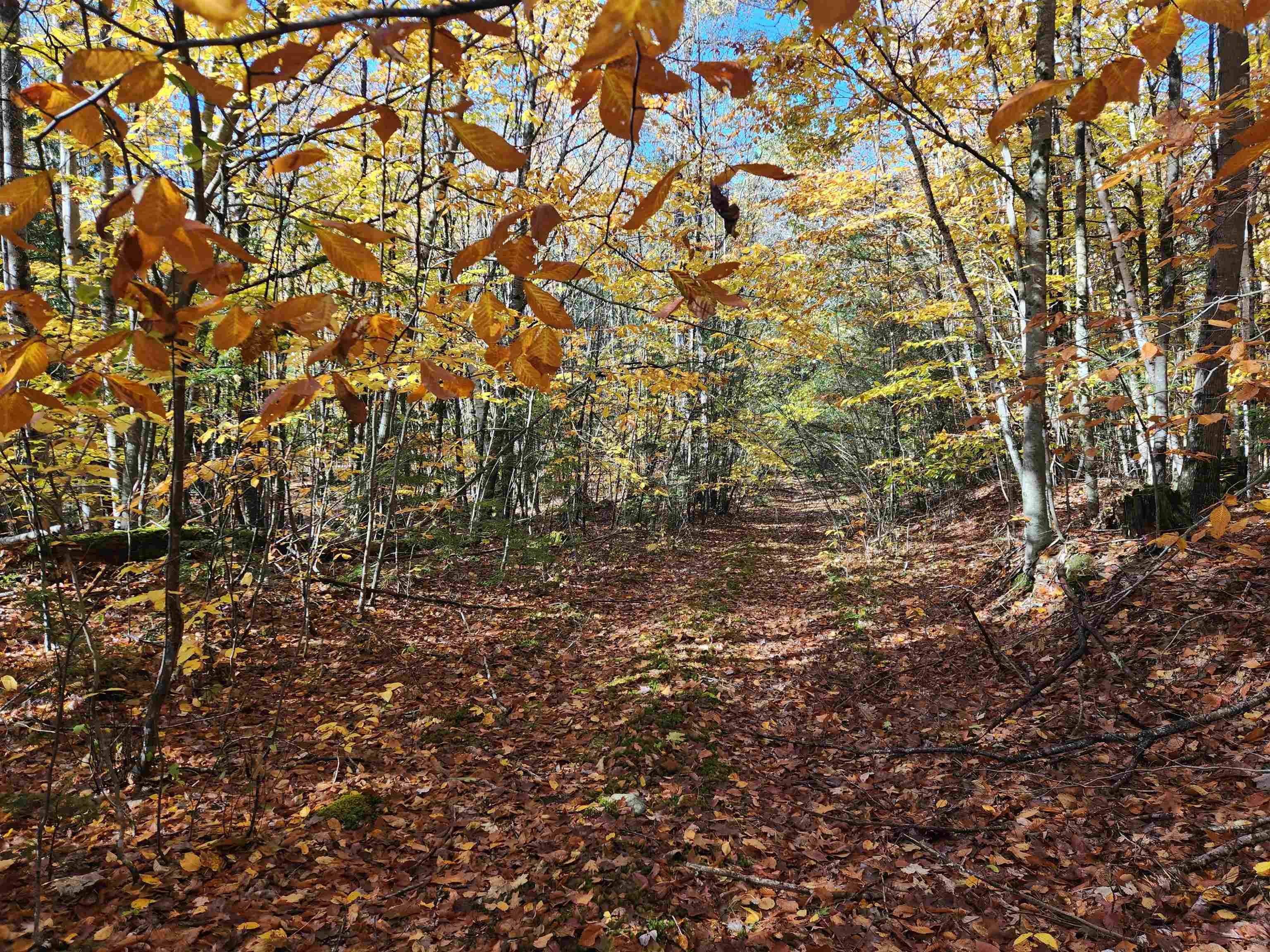 MLS #5025204 image #8