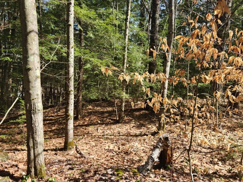 MLS #5026007 image #11