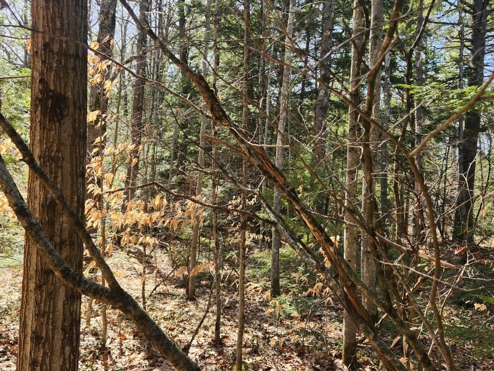 MLS #5026007 image #15